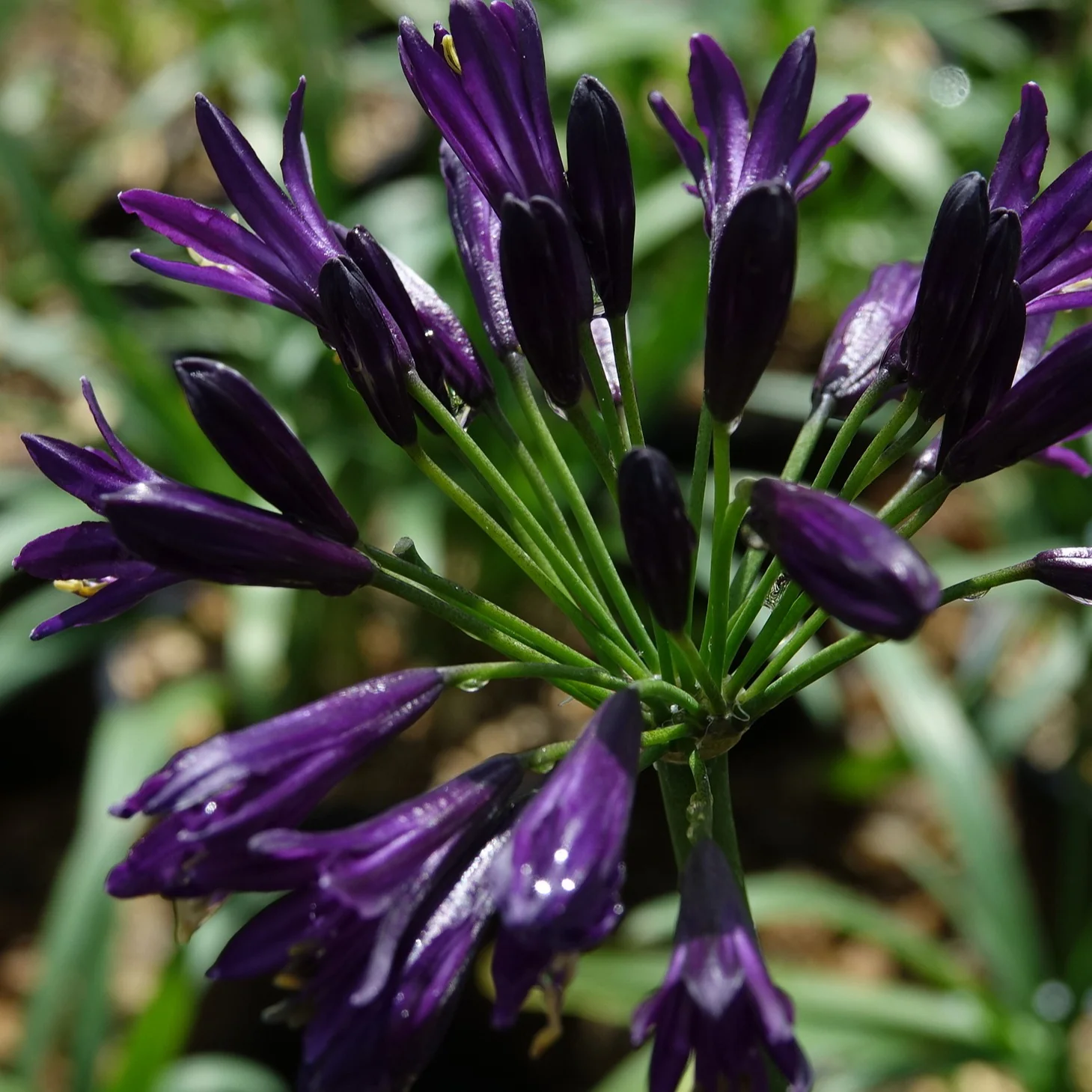 Afrikaanse lelie 'Pitchoune Violet' - Image 2