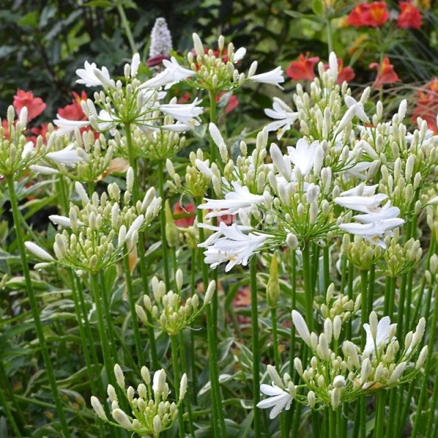 Afrikaanse lelie 'Pitchoune White'