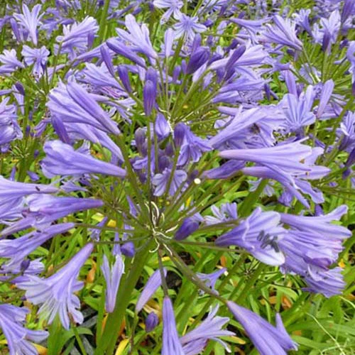 Afrikaanse lelie Tornado