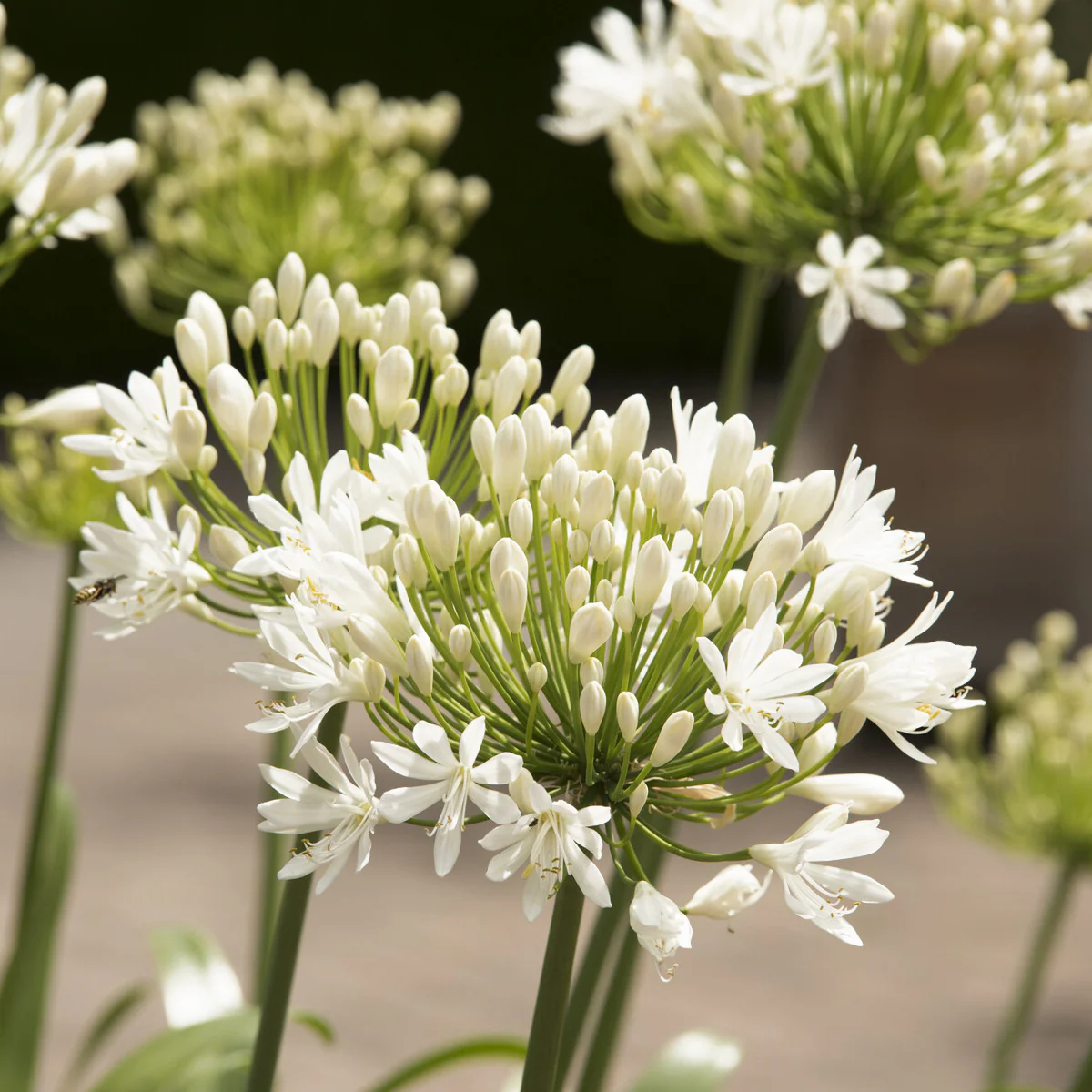 Afrikaanse lelie White Heaven - Image 3
