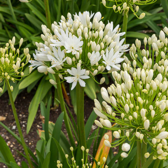 Afrikaanse lelie White Heaven - Image 4