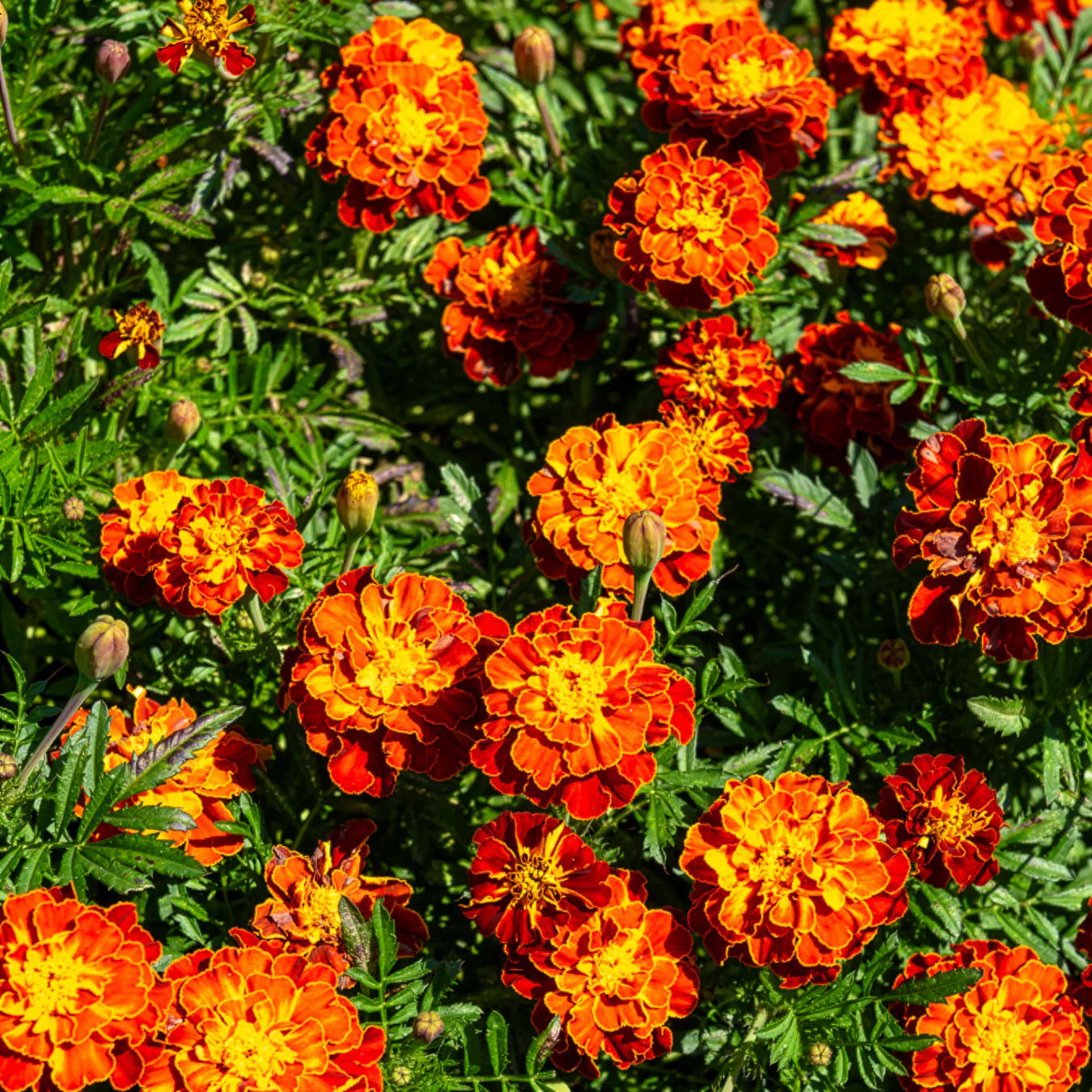 Afrikaantje 'Honeycomb' - Image 3