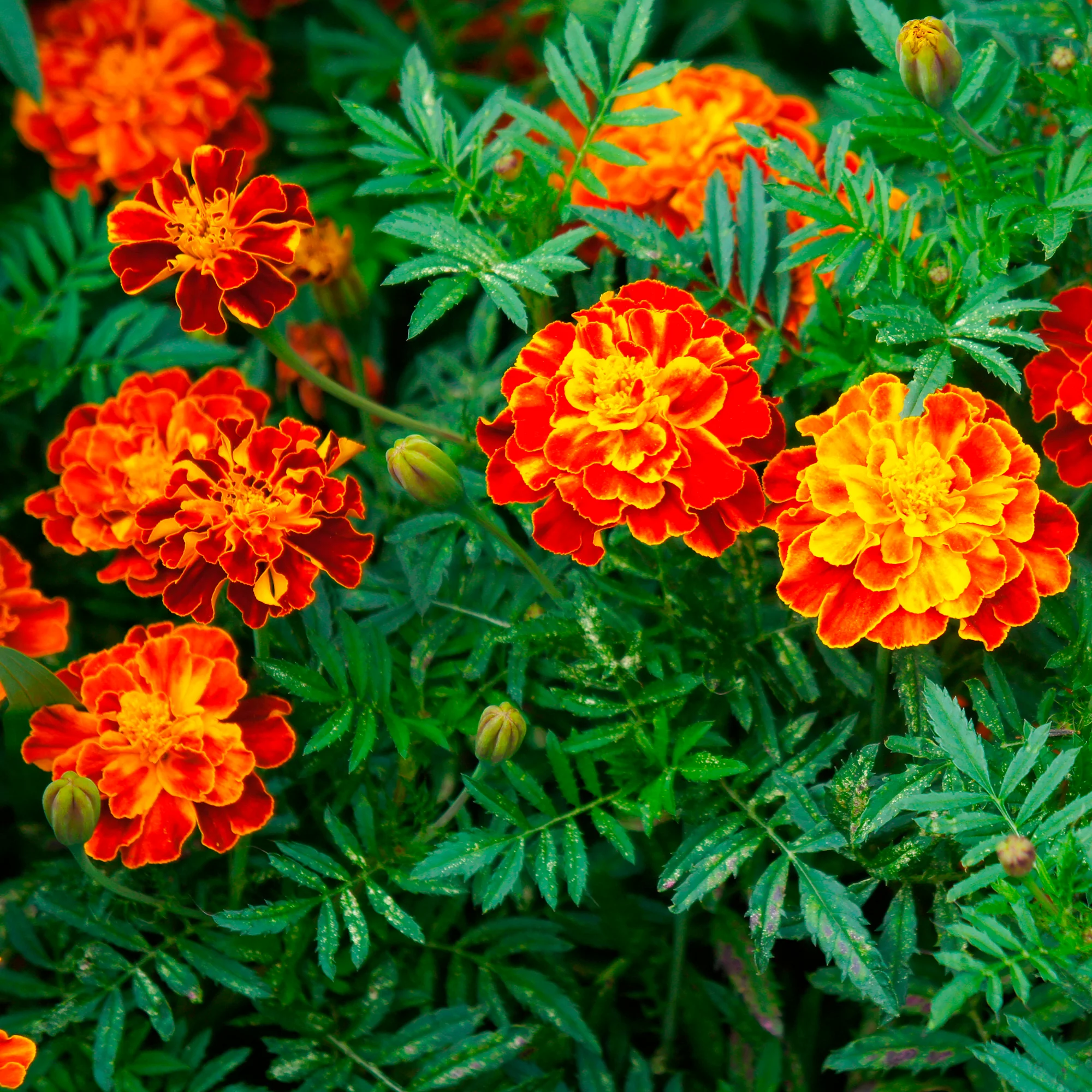 Afrikaantje 'Honeycomb' - Image 4