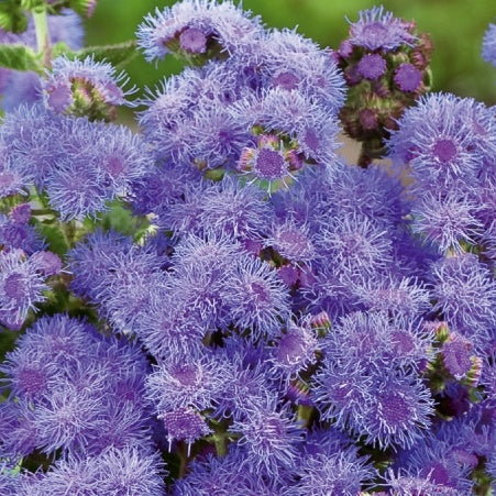 Ageratum Blue Mink