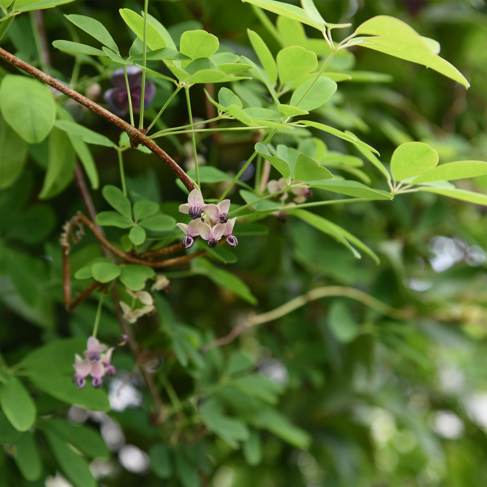 Akebia quinata Silver Bells