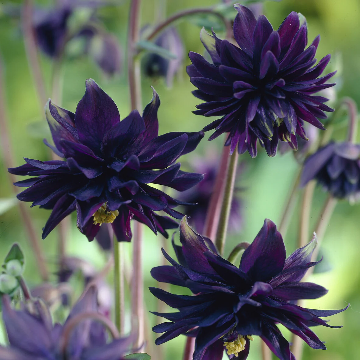 Akelei 'Black Barlow' - Image 7