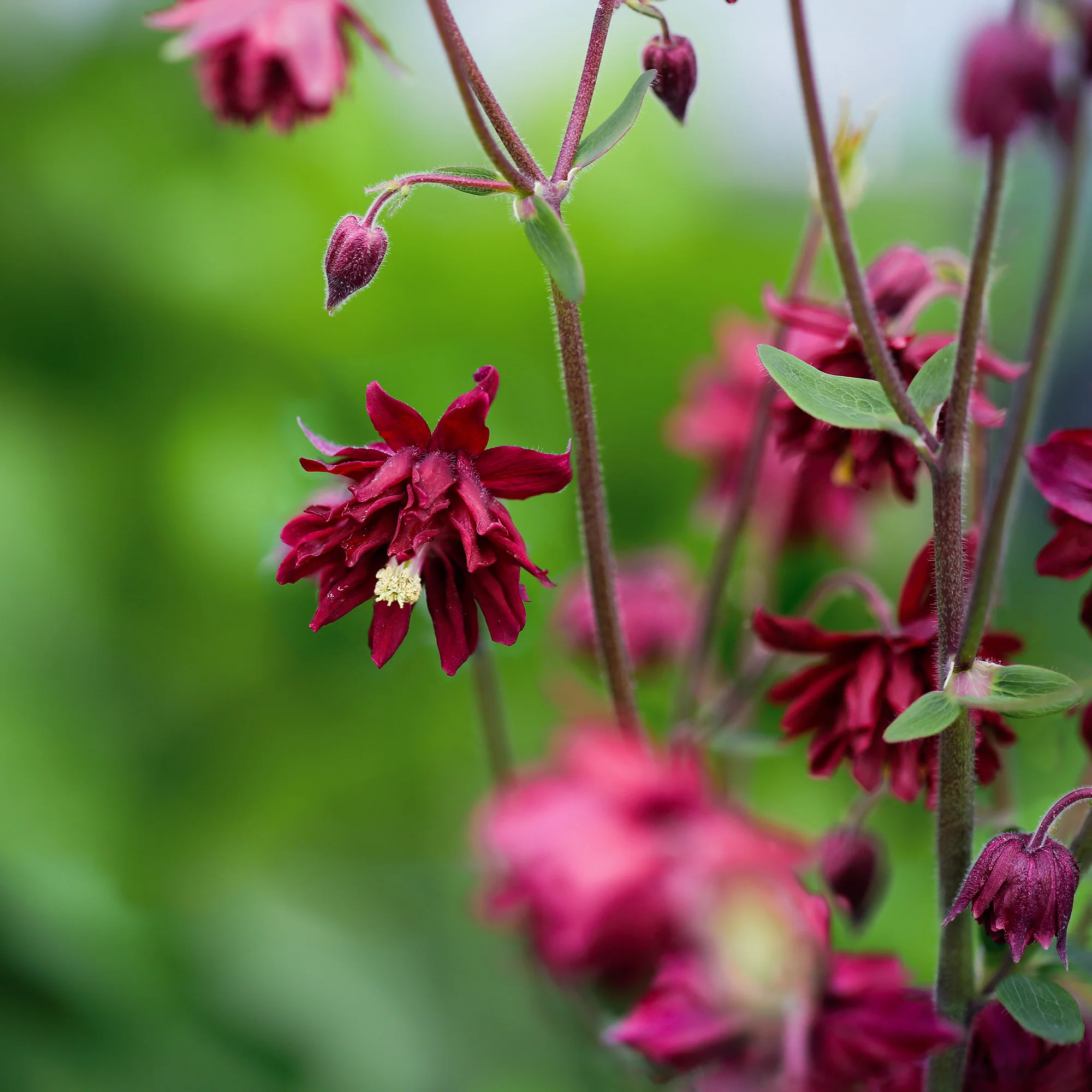 Akelei 'Ruby Port' - Image 3