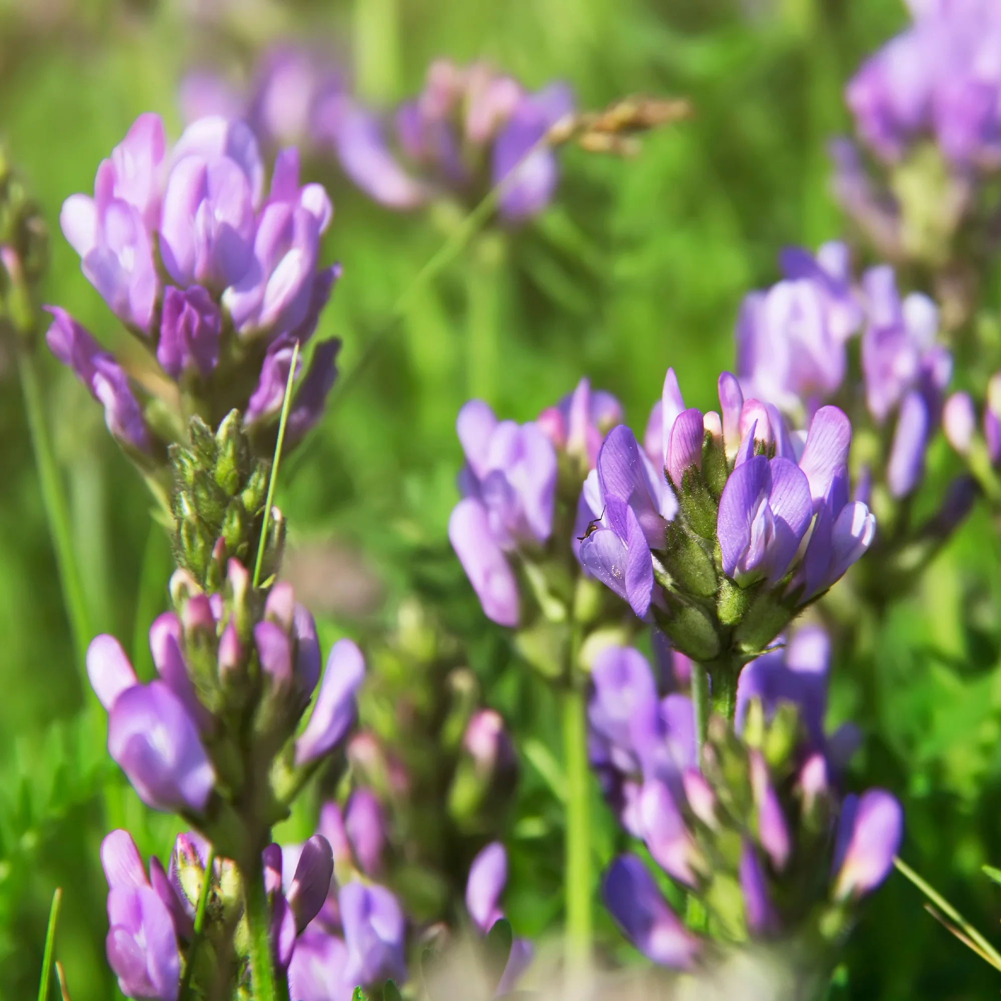 Alfalfa Medicago sativa