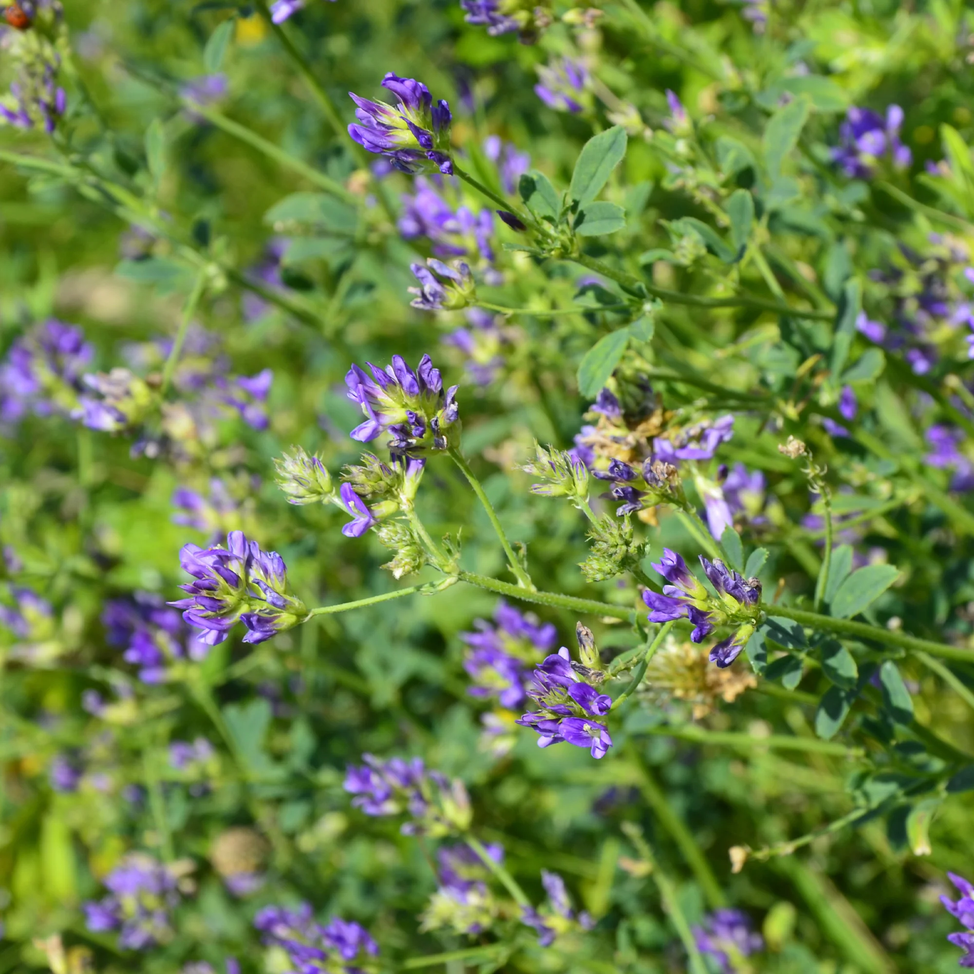 Alfalfa Medicago sativa - Image 4