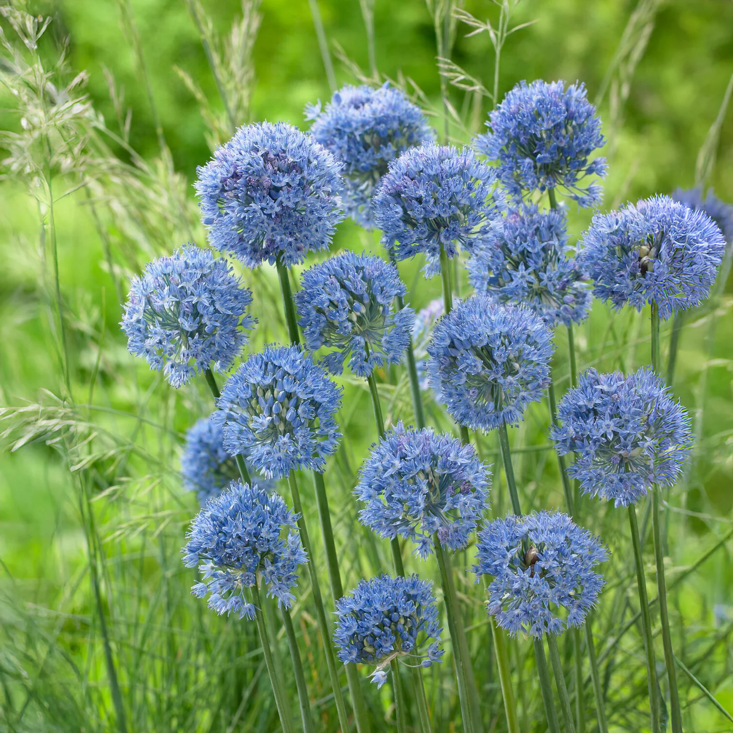 Allium Caeruleum (x20)