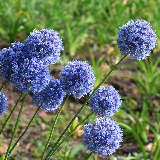 Allium Caeruleum (x20) - Image 2