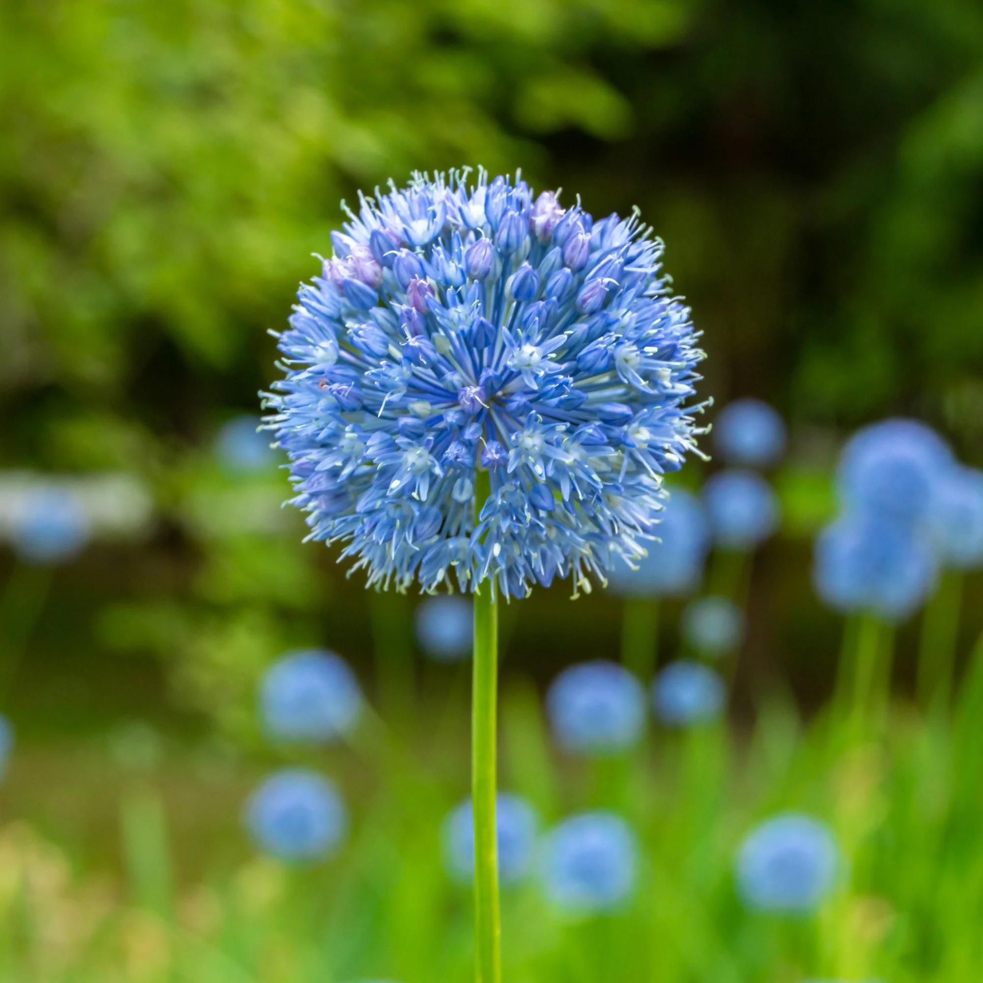 Allium Caeruleum (x20) - Image 3