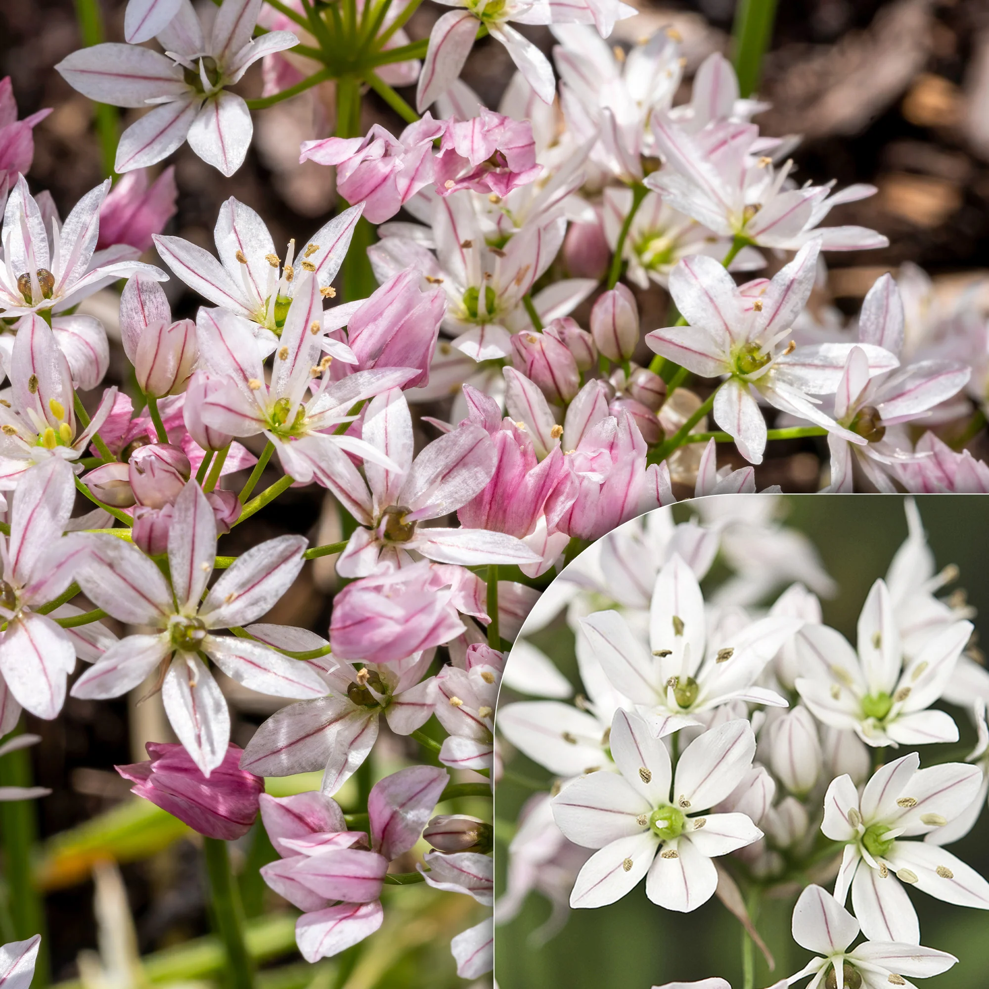 Allium Caméléon (x25)