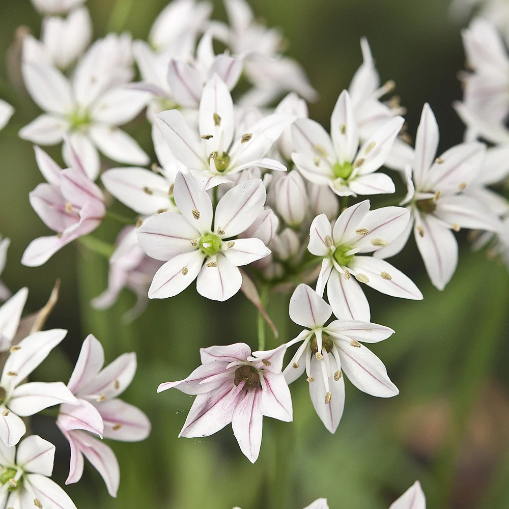 Allium Caméléon (x25) - Image 3