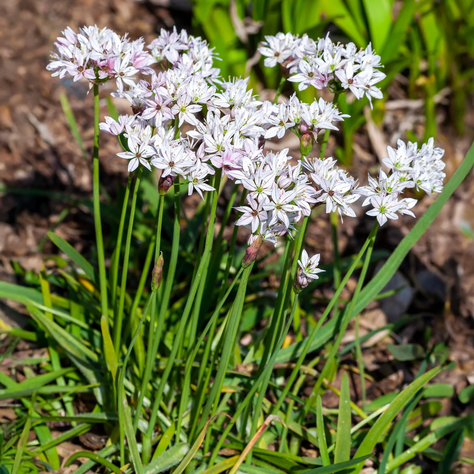 Allium Caméléon (x25) - Image 4