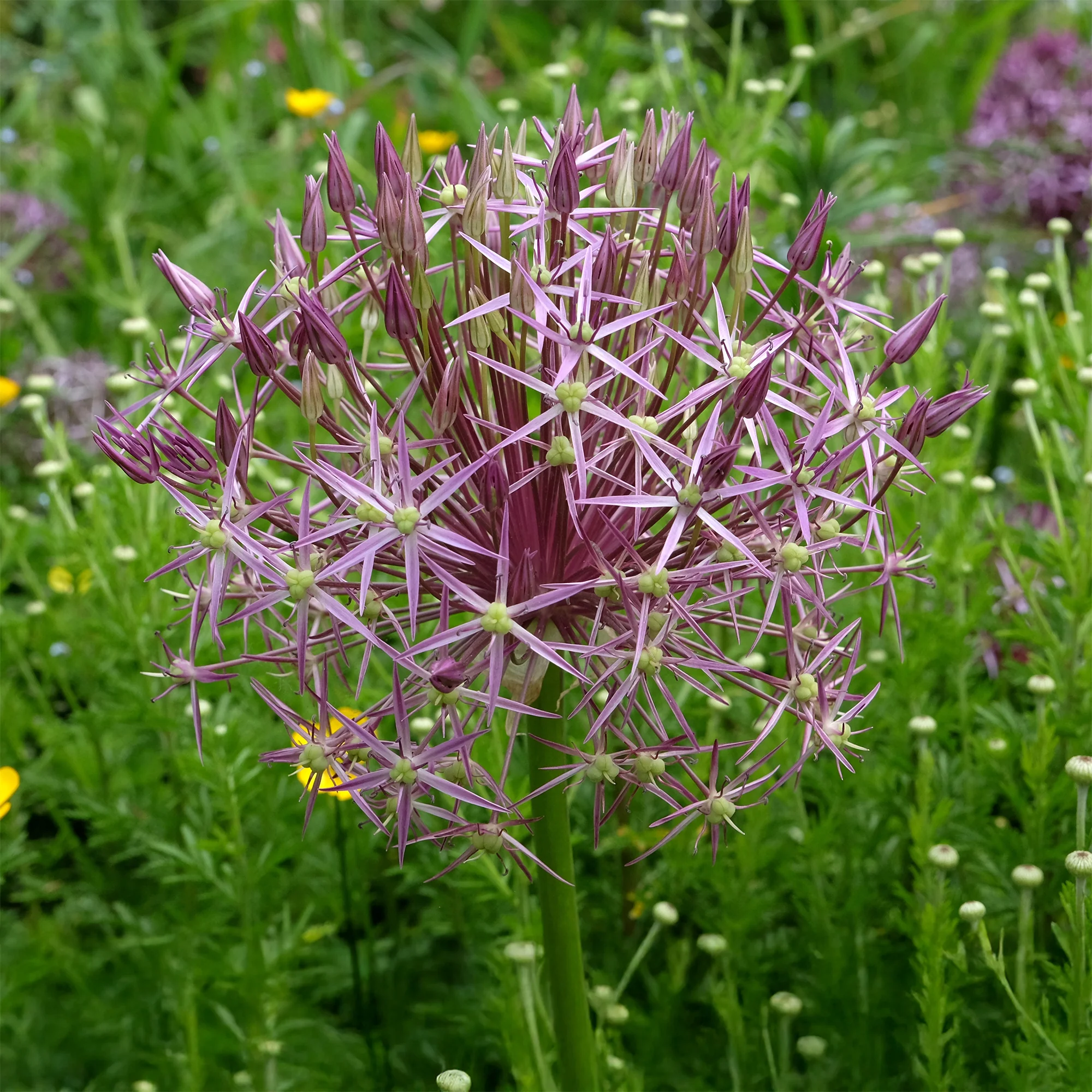 Allium Christophii (x10)