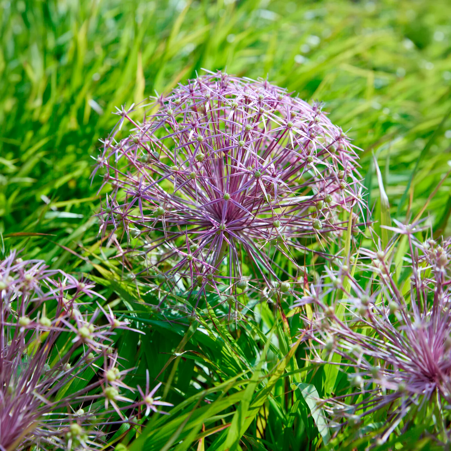 Allium Christophii (x10) - Image 2