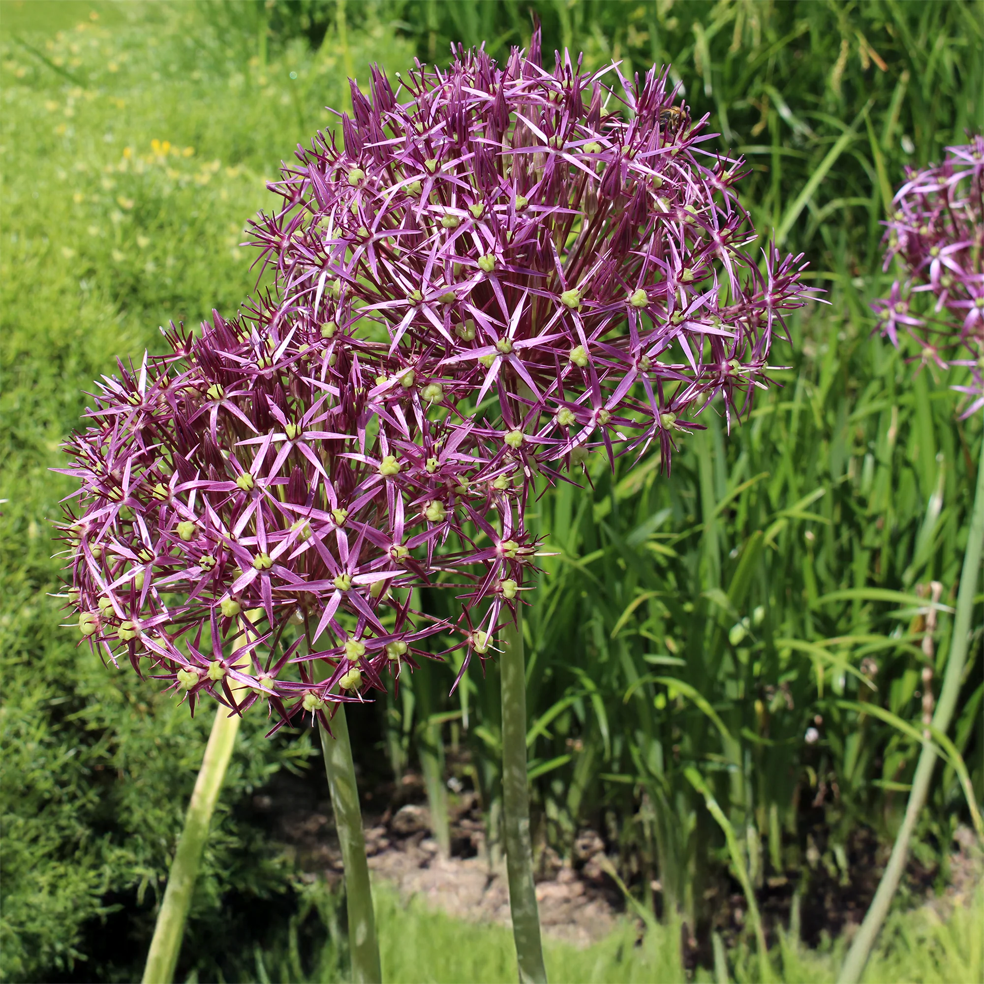 Allium Christophii (x10) - Image 3