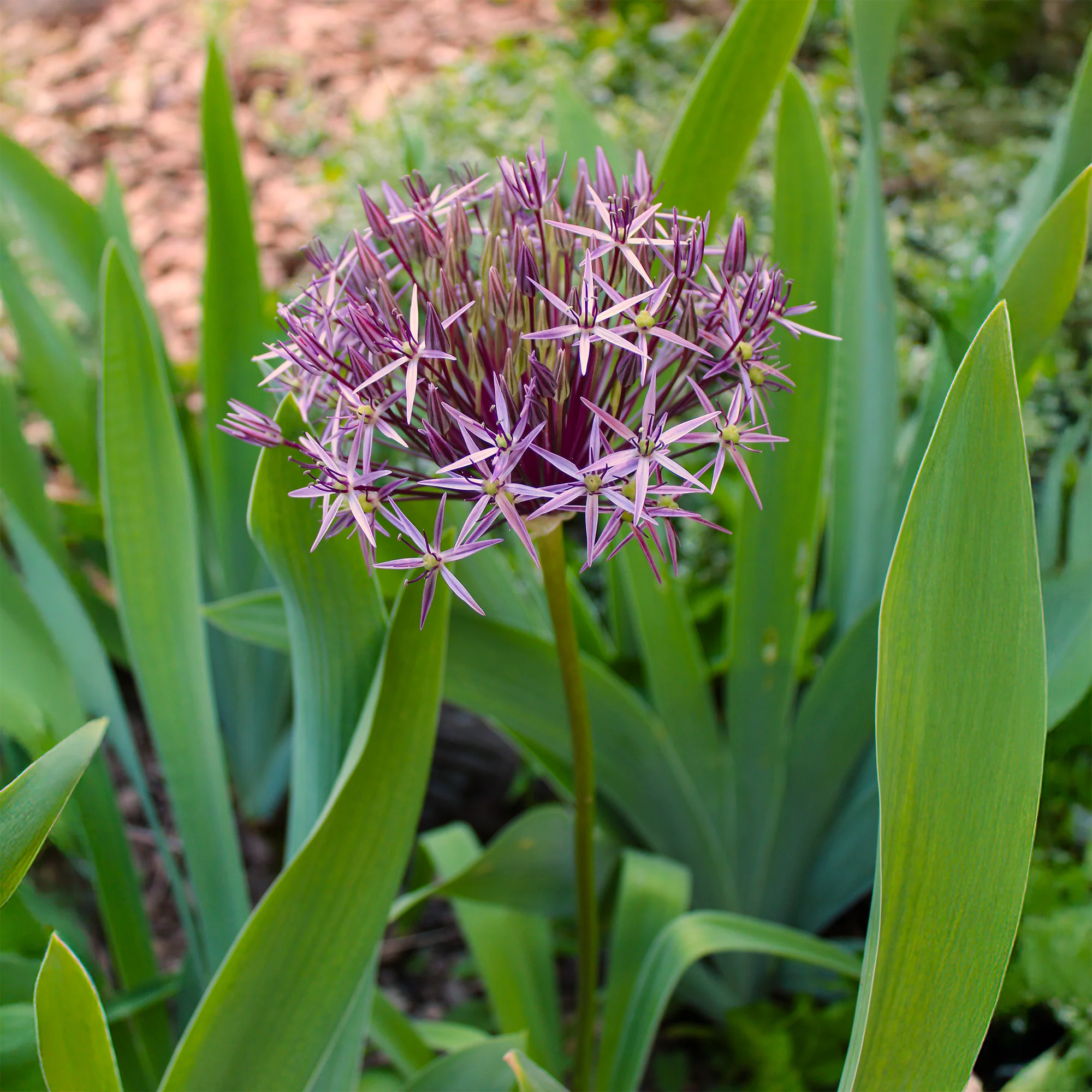 Allium Christophii (x10) - Image 4