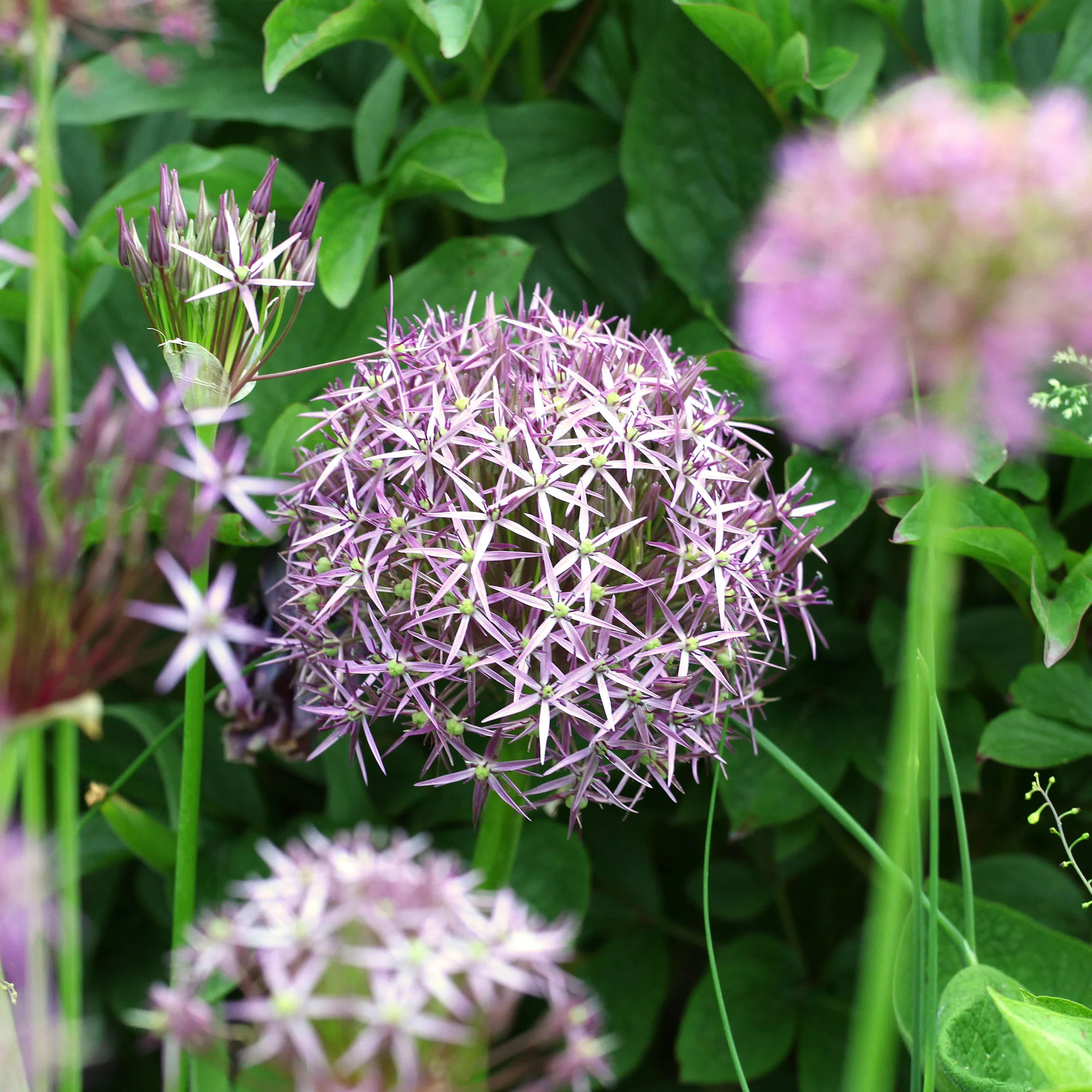 Allium Christophii (x10) - Image 5