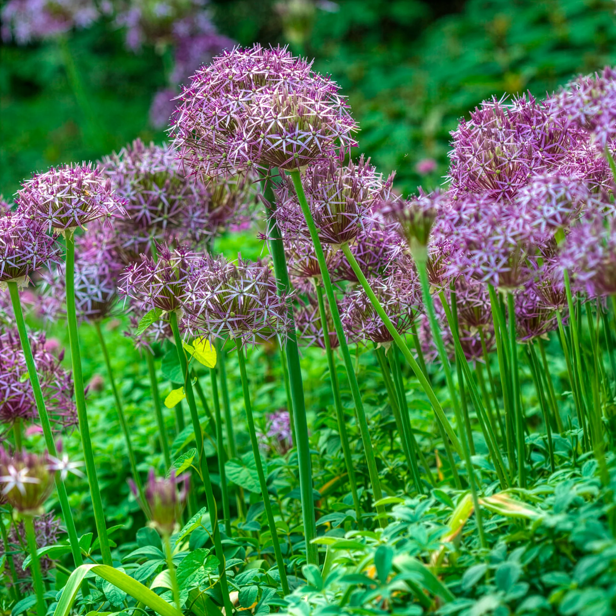 Allium Christophii (x10) - Image 6