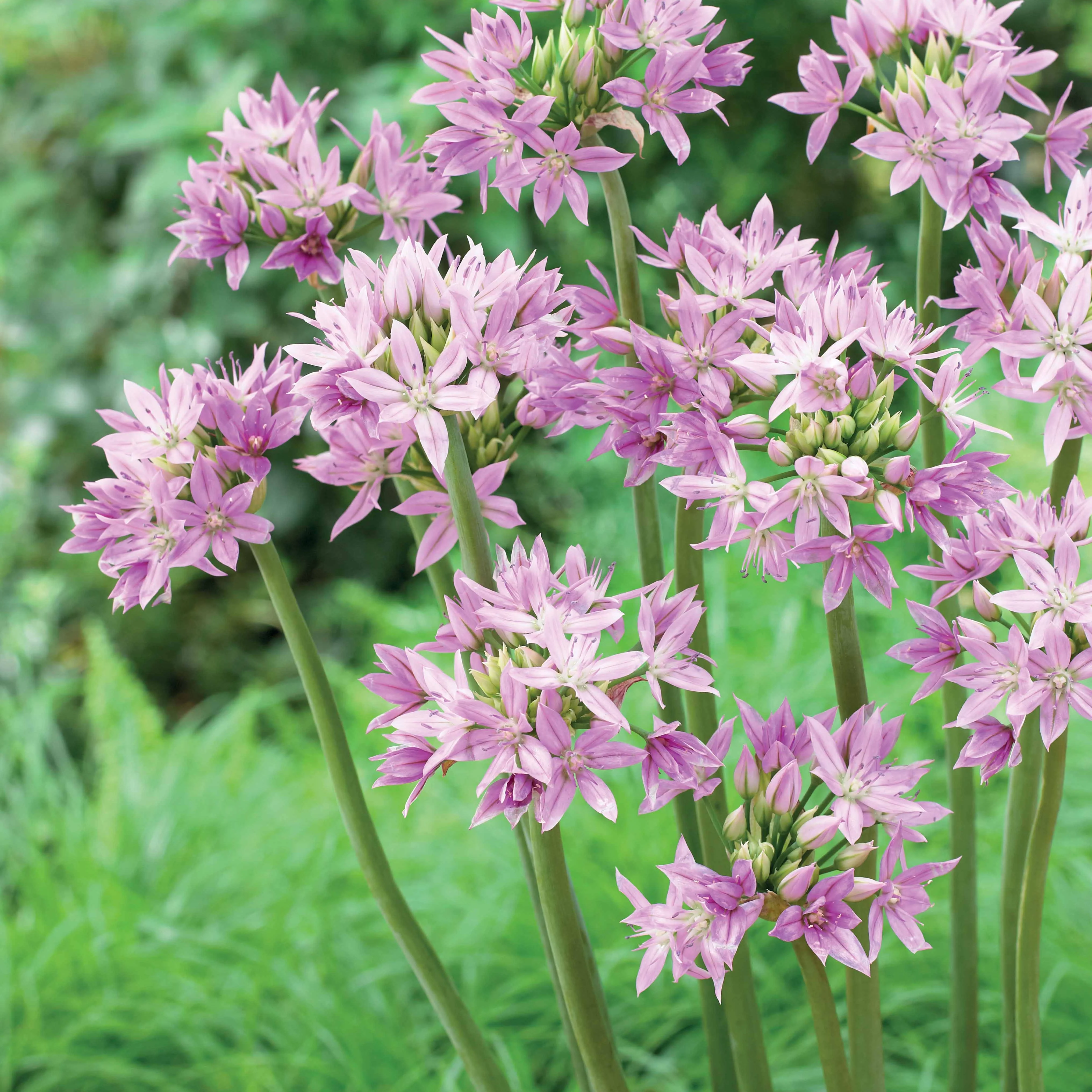 Allium 'Eros' (x20)