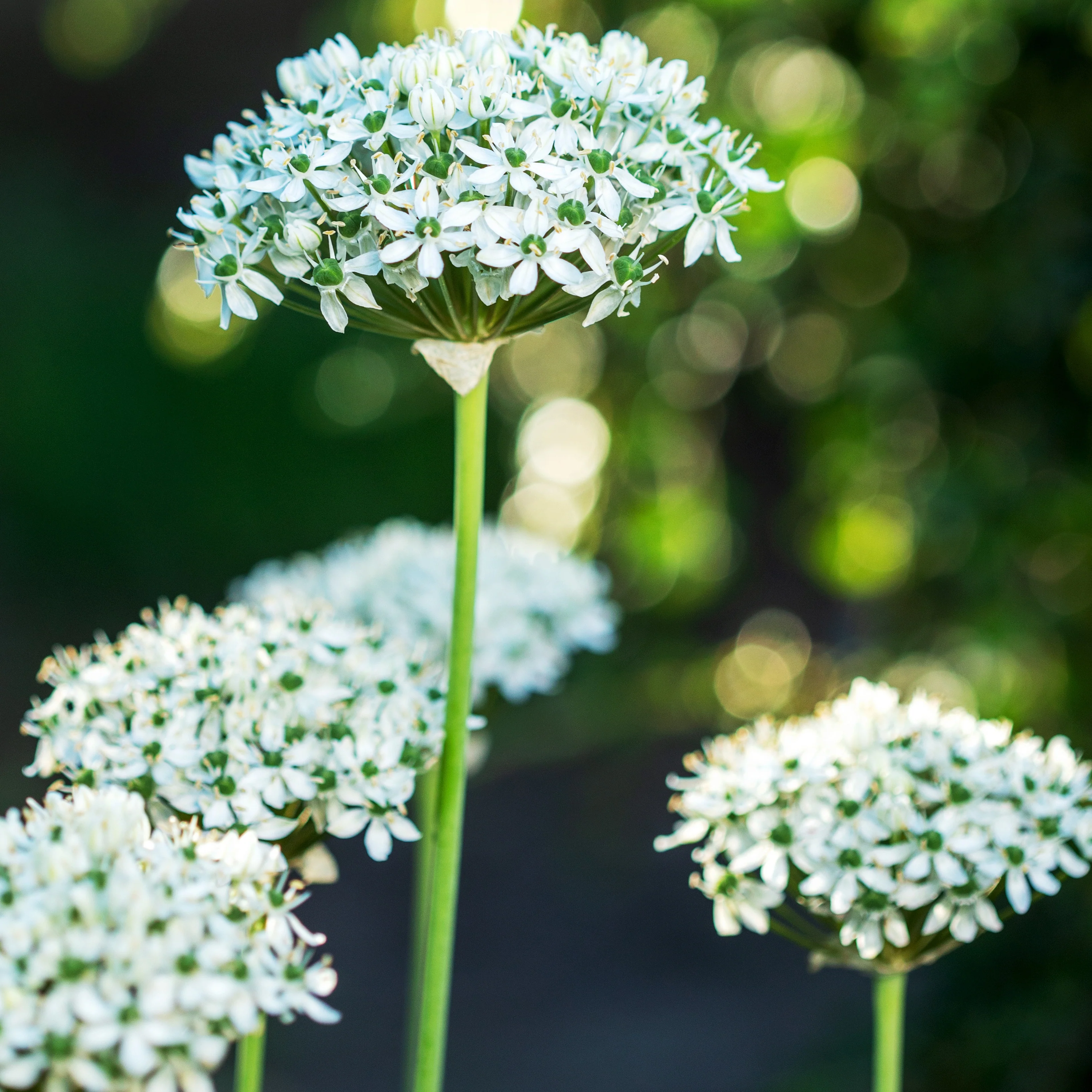 Allium Nigrum (x10)