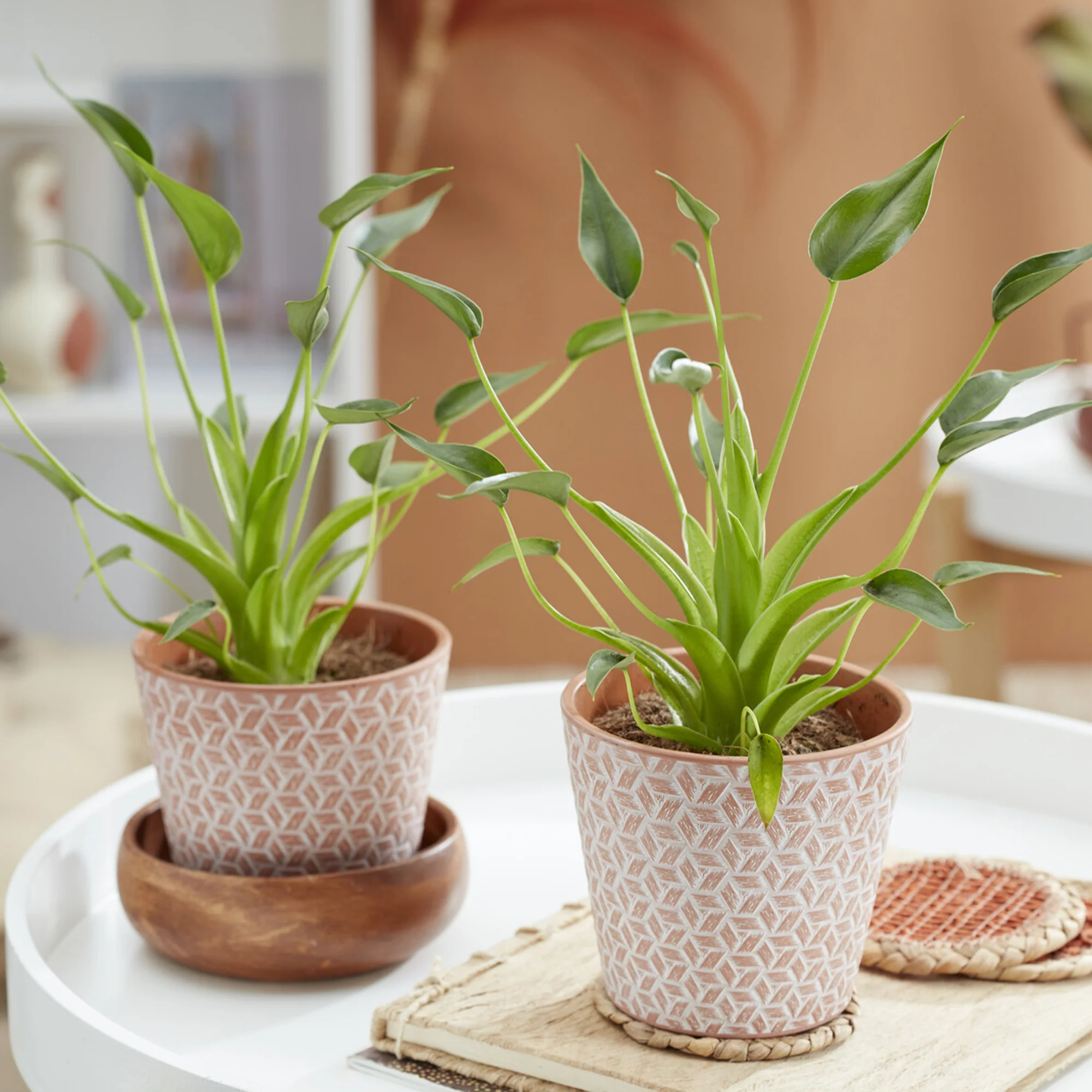 Alocasia Tiny Dancer - Image 2
