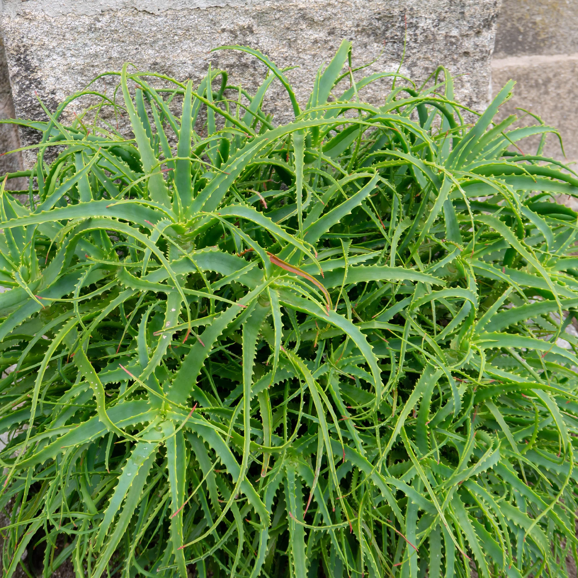 Aloë arborescens - Image 2