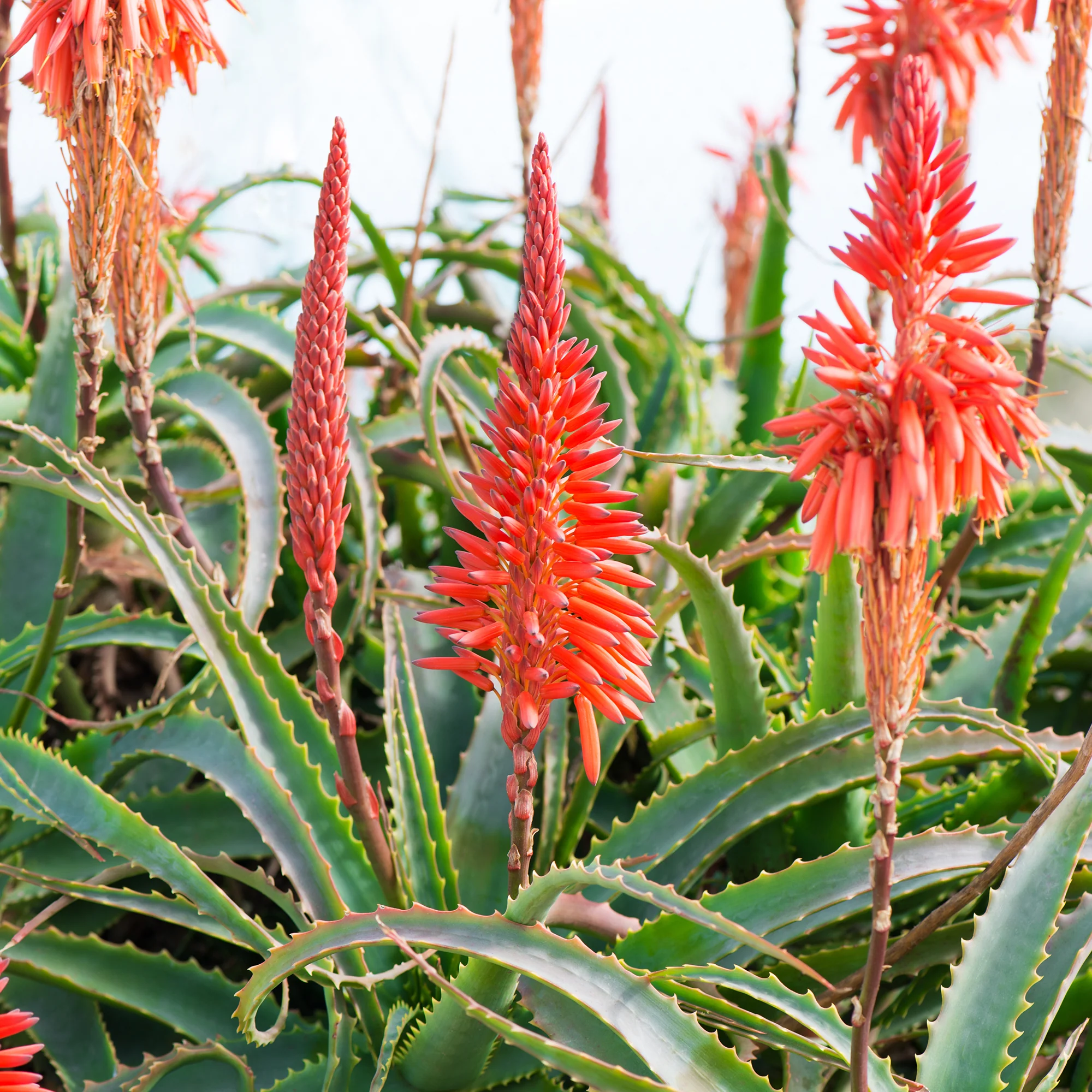 Aloë arborescens - Image 3