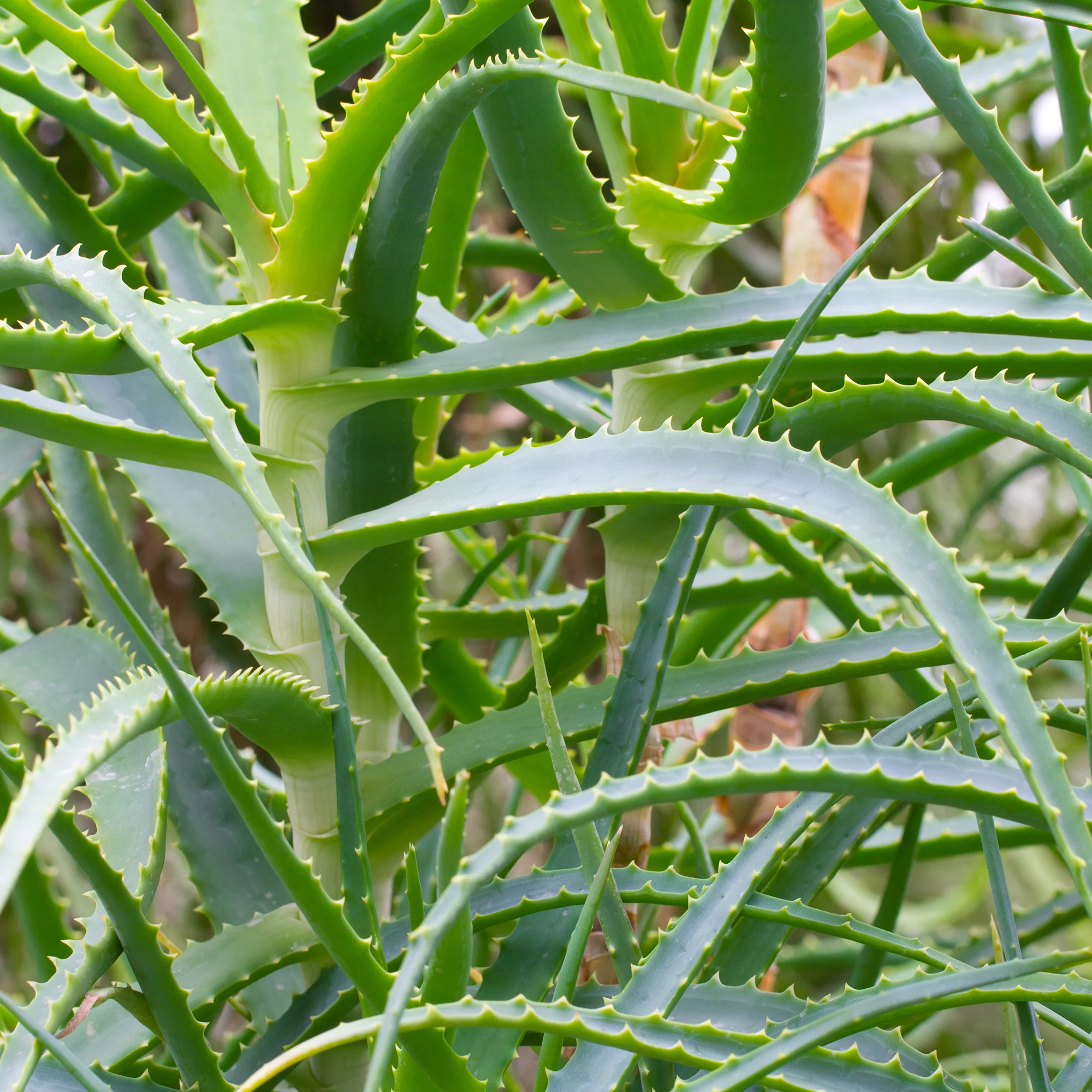Aloë arborescens - Image 4