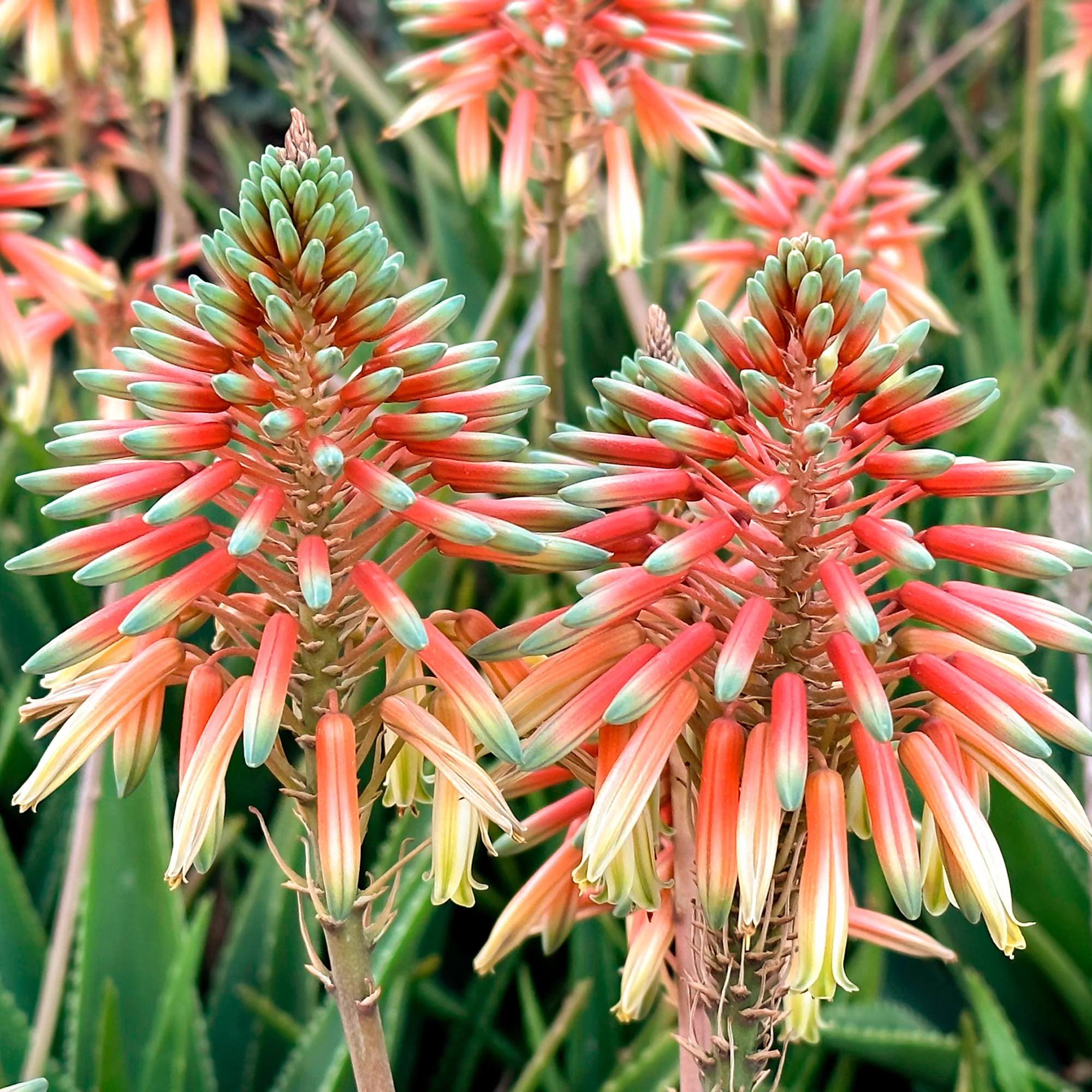 Miniatuur 1