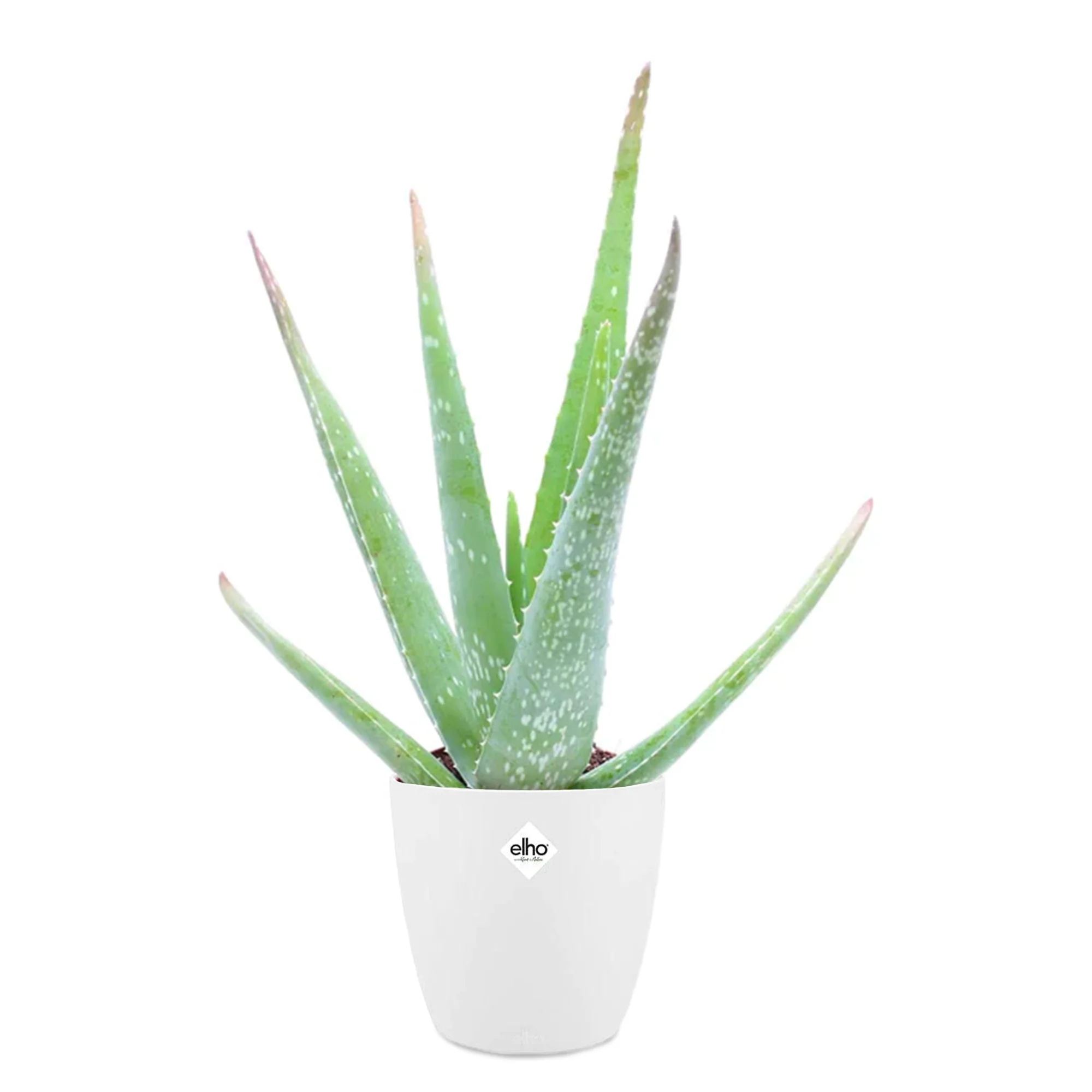 Aloe Vera - Image 3