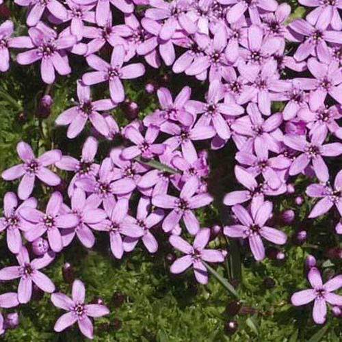 Alpenlijmkruid
