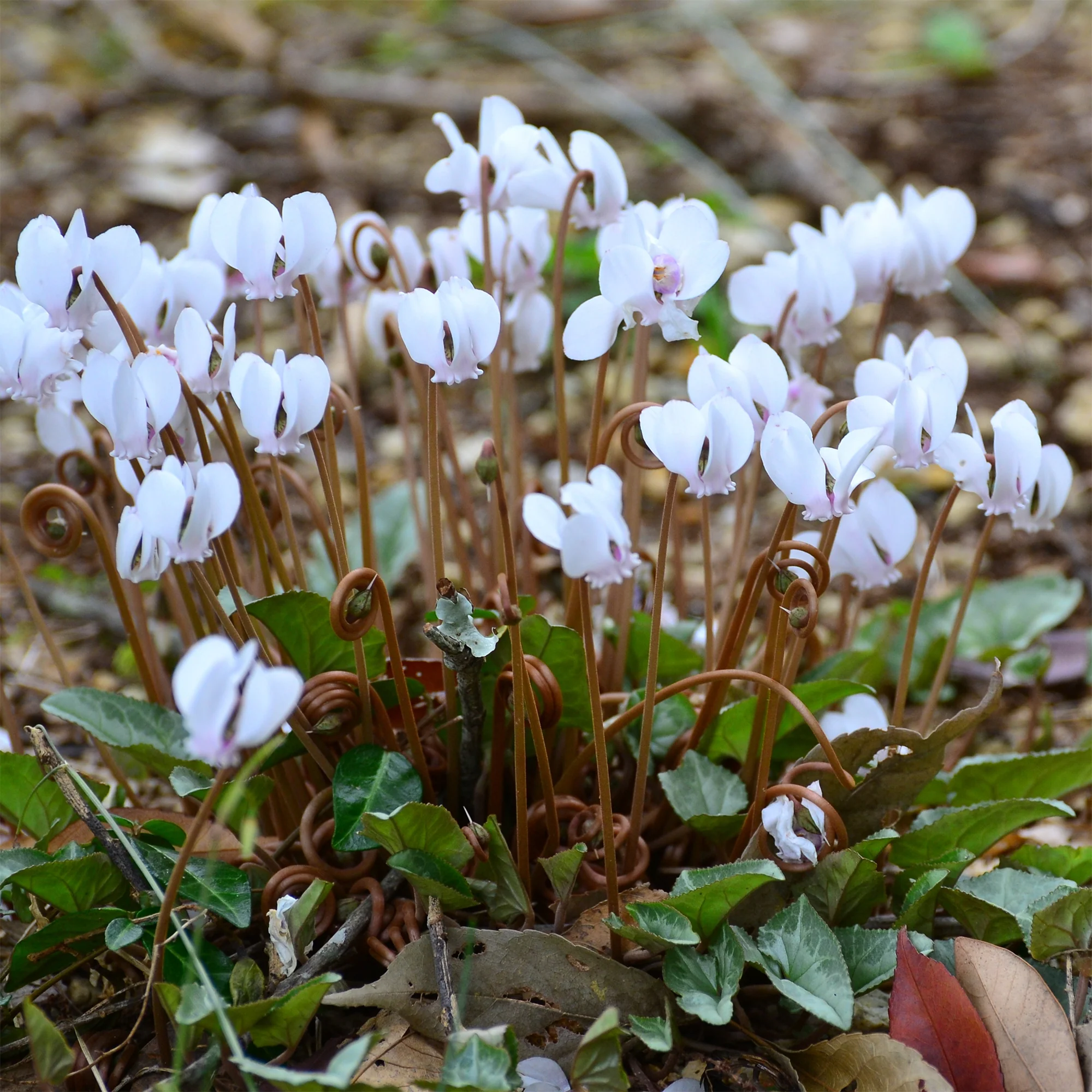 Alpenviooltje