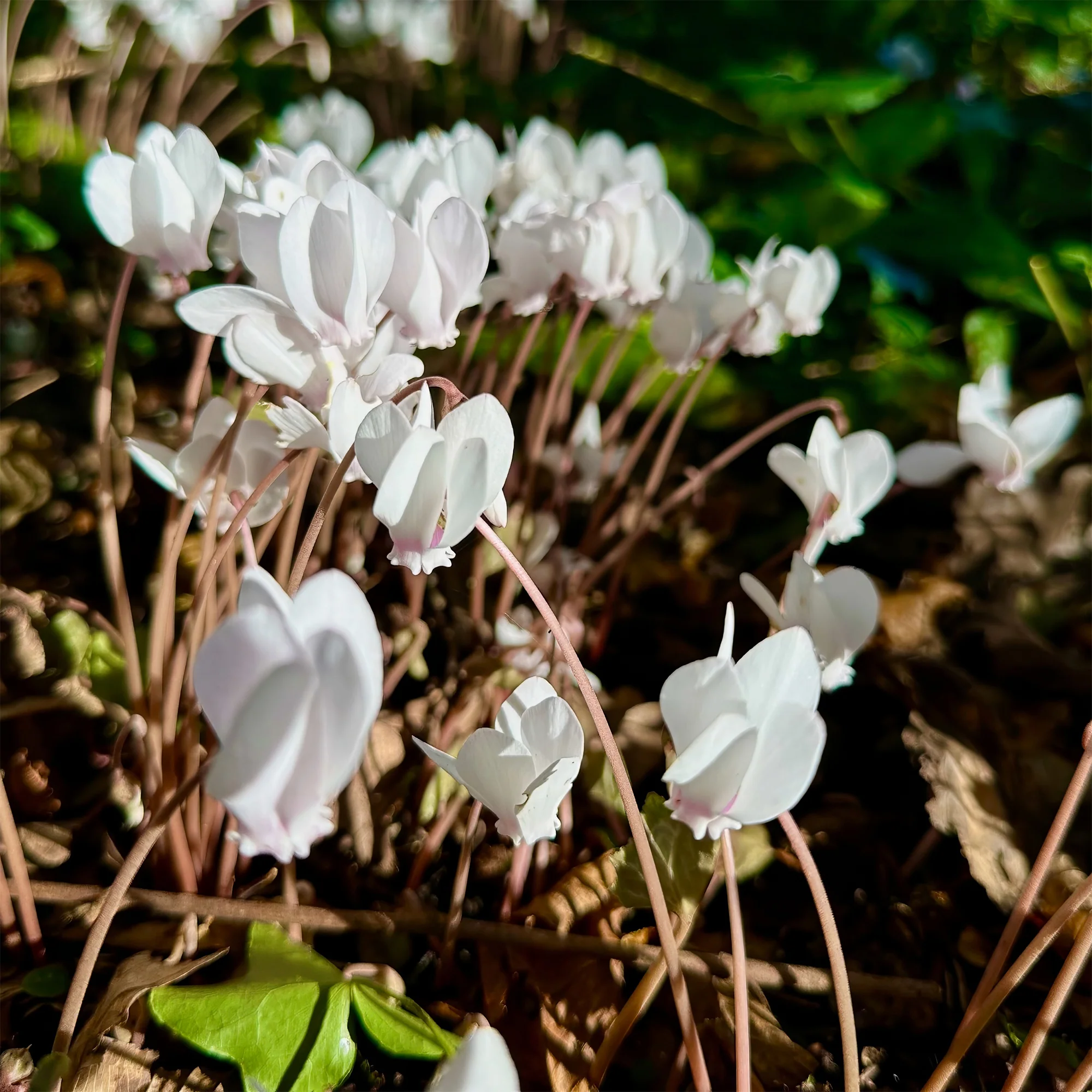 Alpenviooltje - Image 2