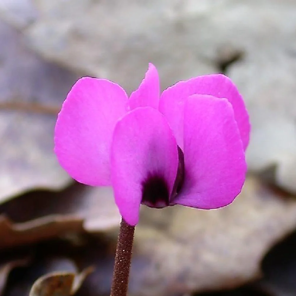 Alpenviooltje - Image 5
