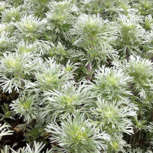 Alsem Nana