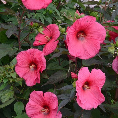 Altheastruik 'Tangri Planet ® Griotte Tangri'