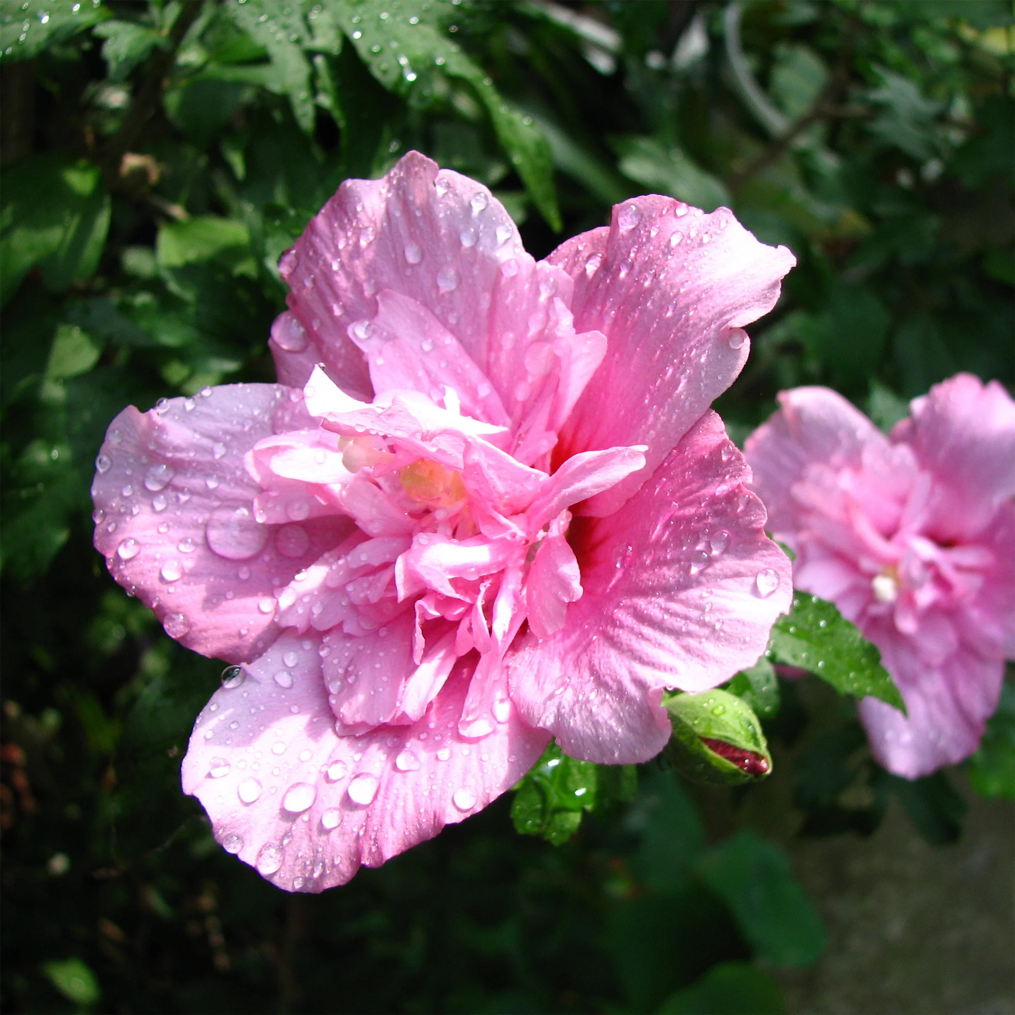 Althaeastruik Ardens
