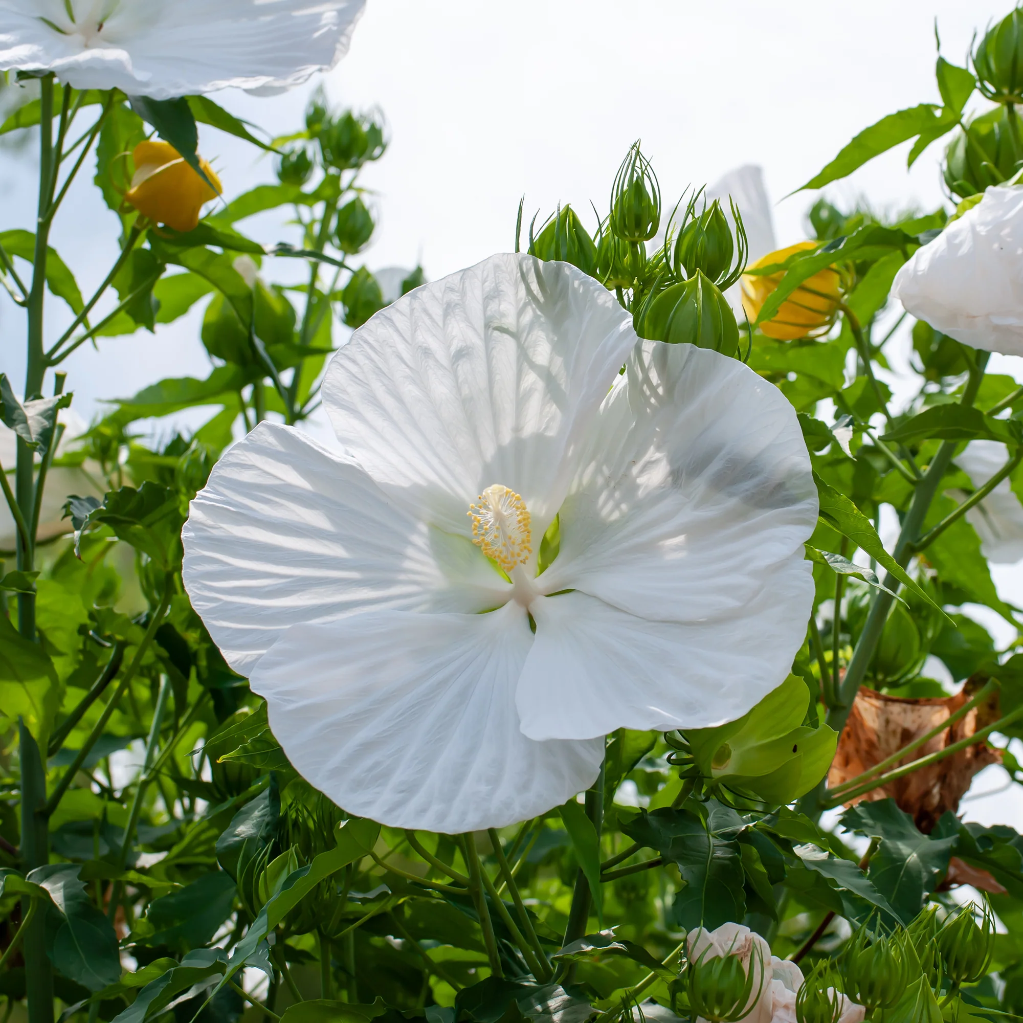 Altheastruik 'Extreme Pure White' - Image 2
