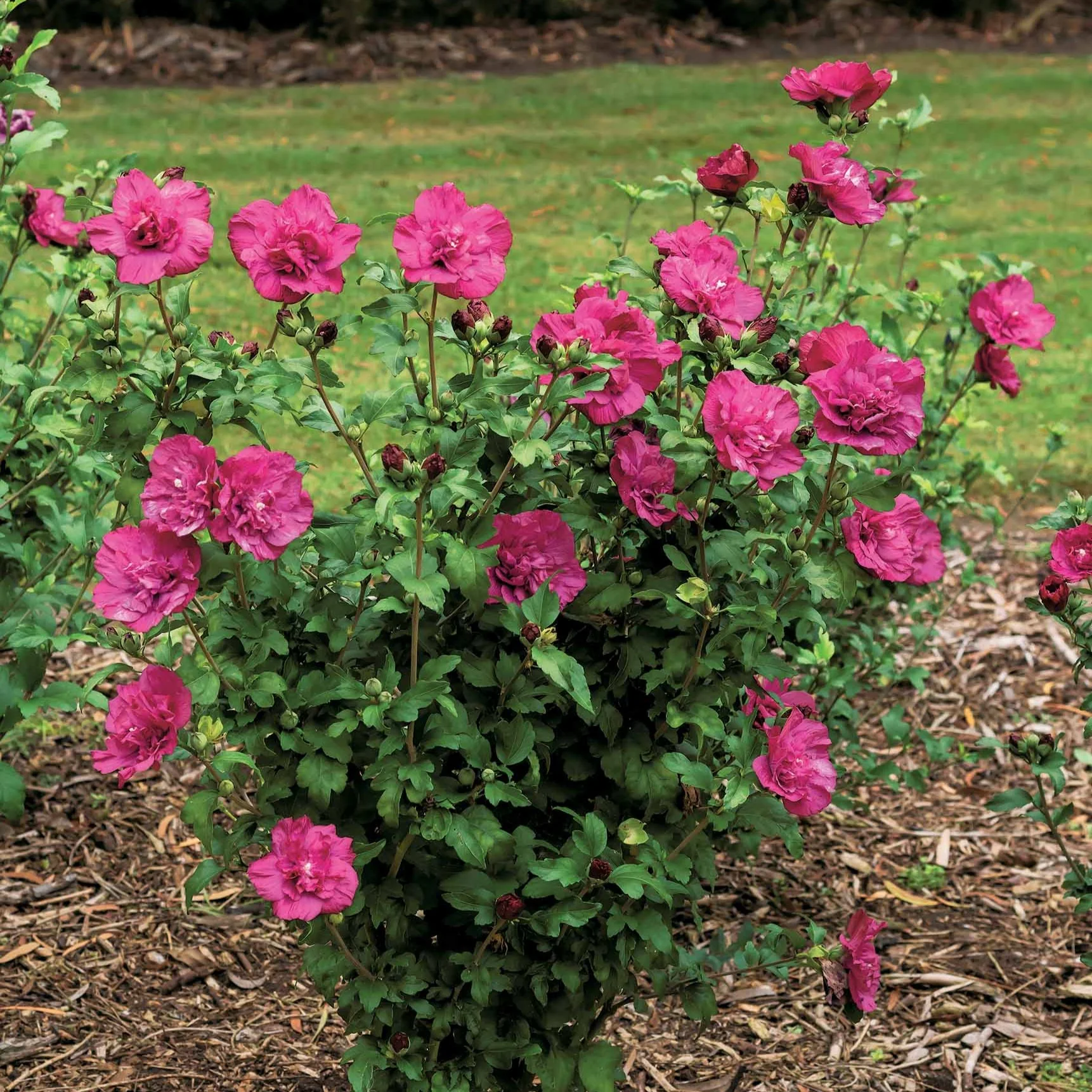 Altheastruik 'Magenta Chiffon'