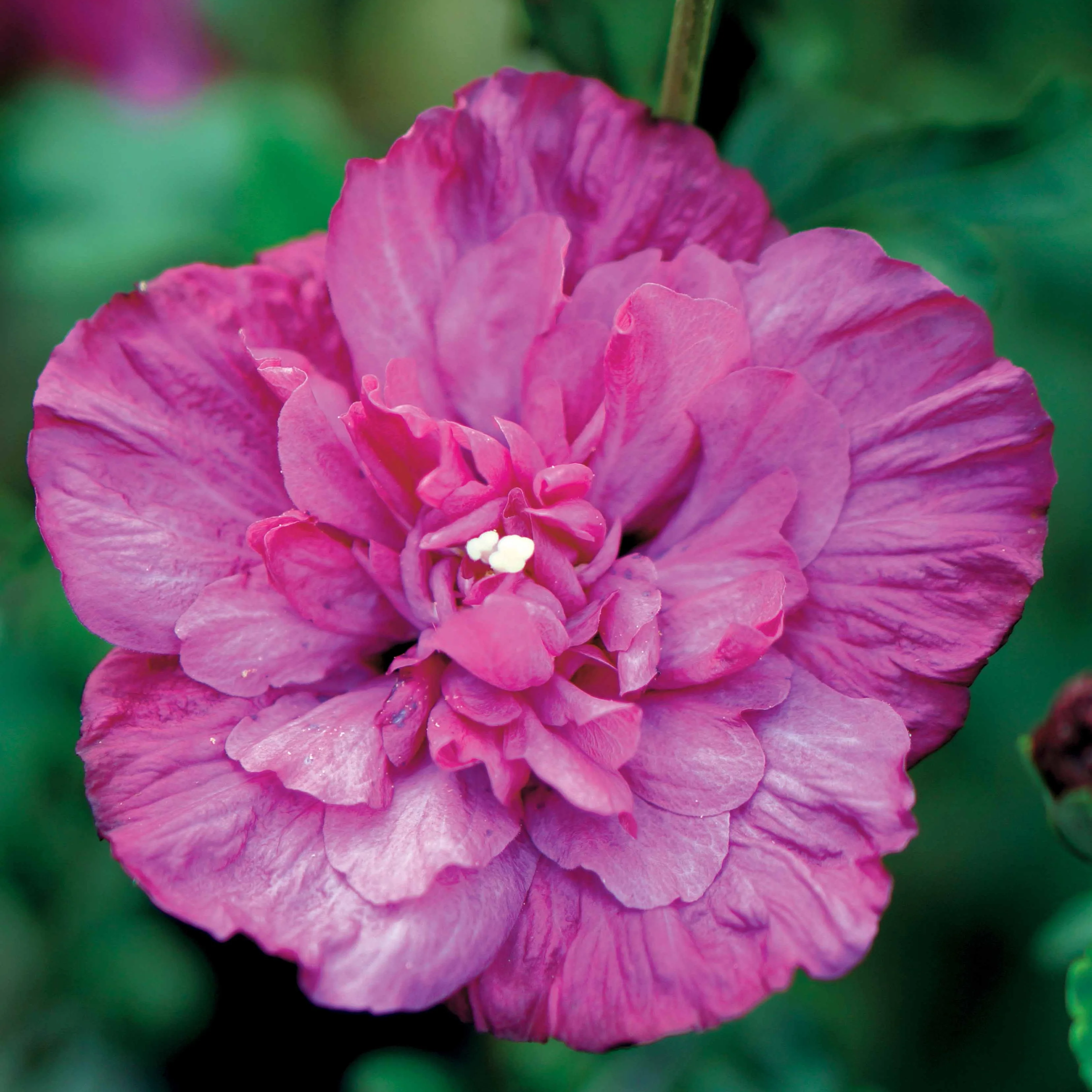 Altheastruik 'Magenta Chiffon' - Image 2