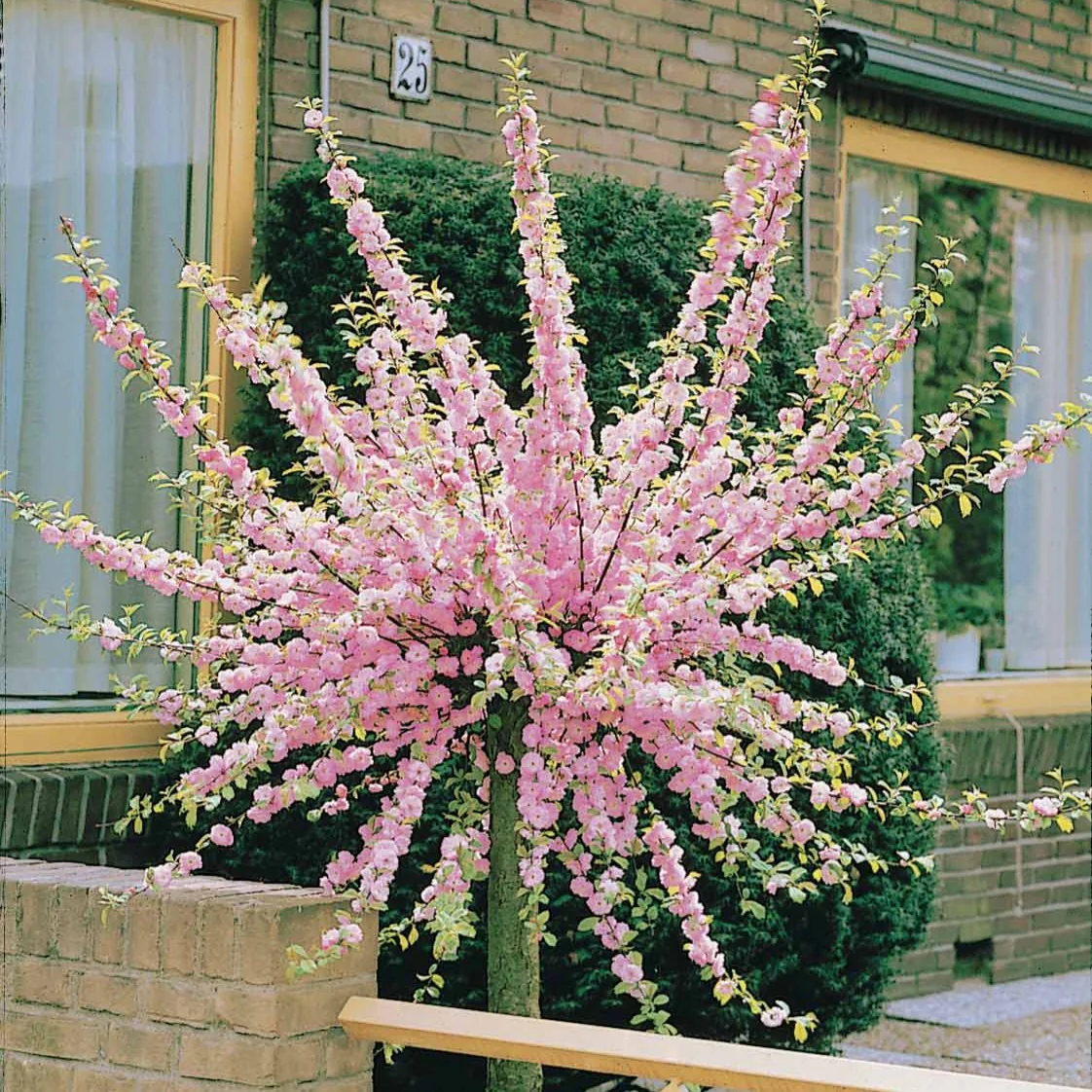 Amandelboompje - Image 2
