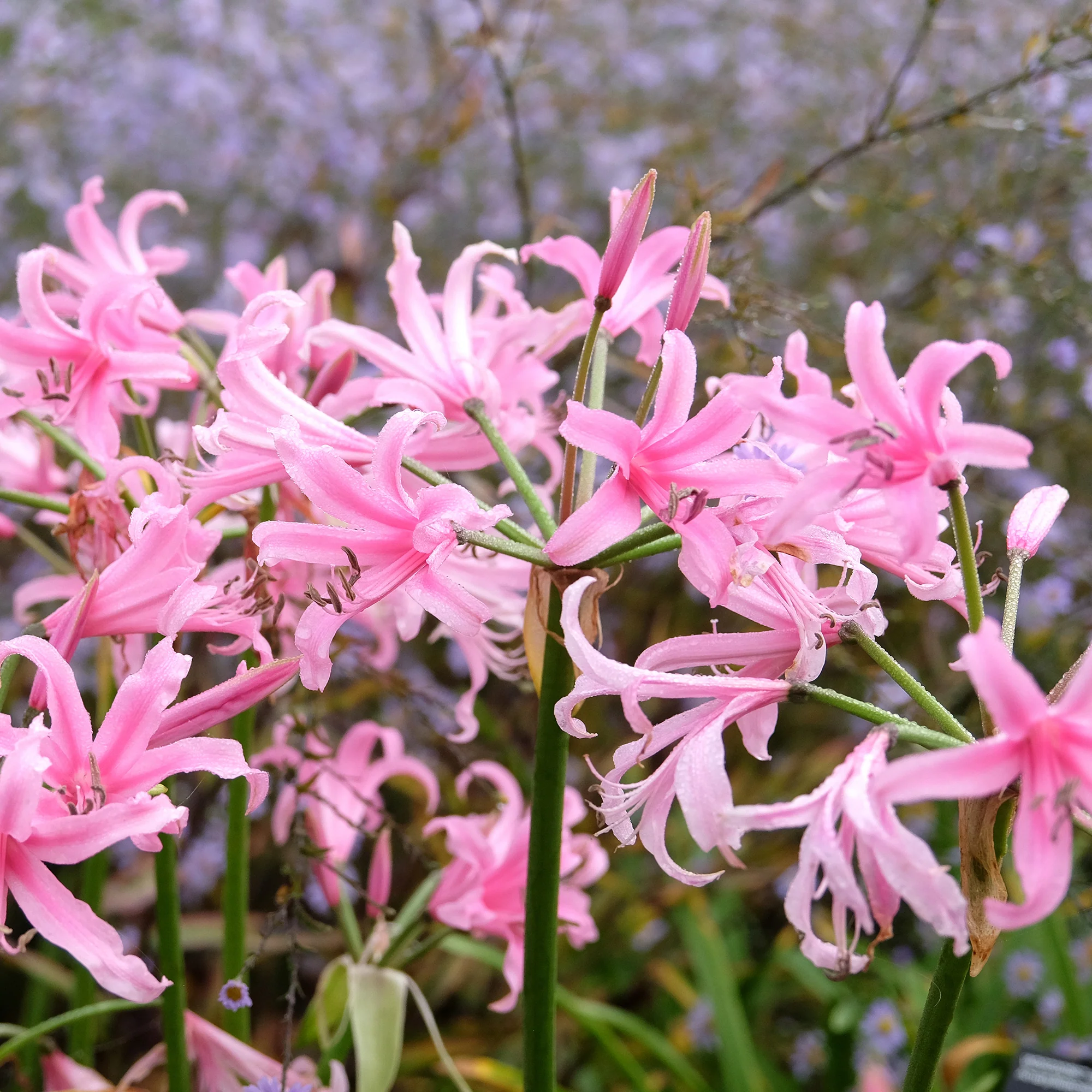 Amarine 'Belladiva Aphrodite' (x4) - Image 2