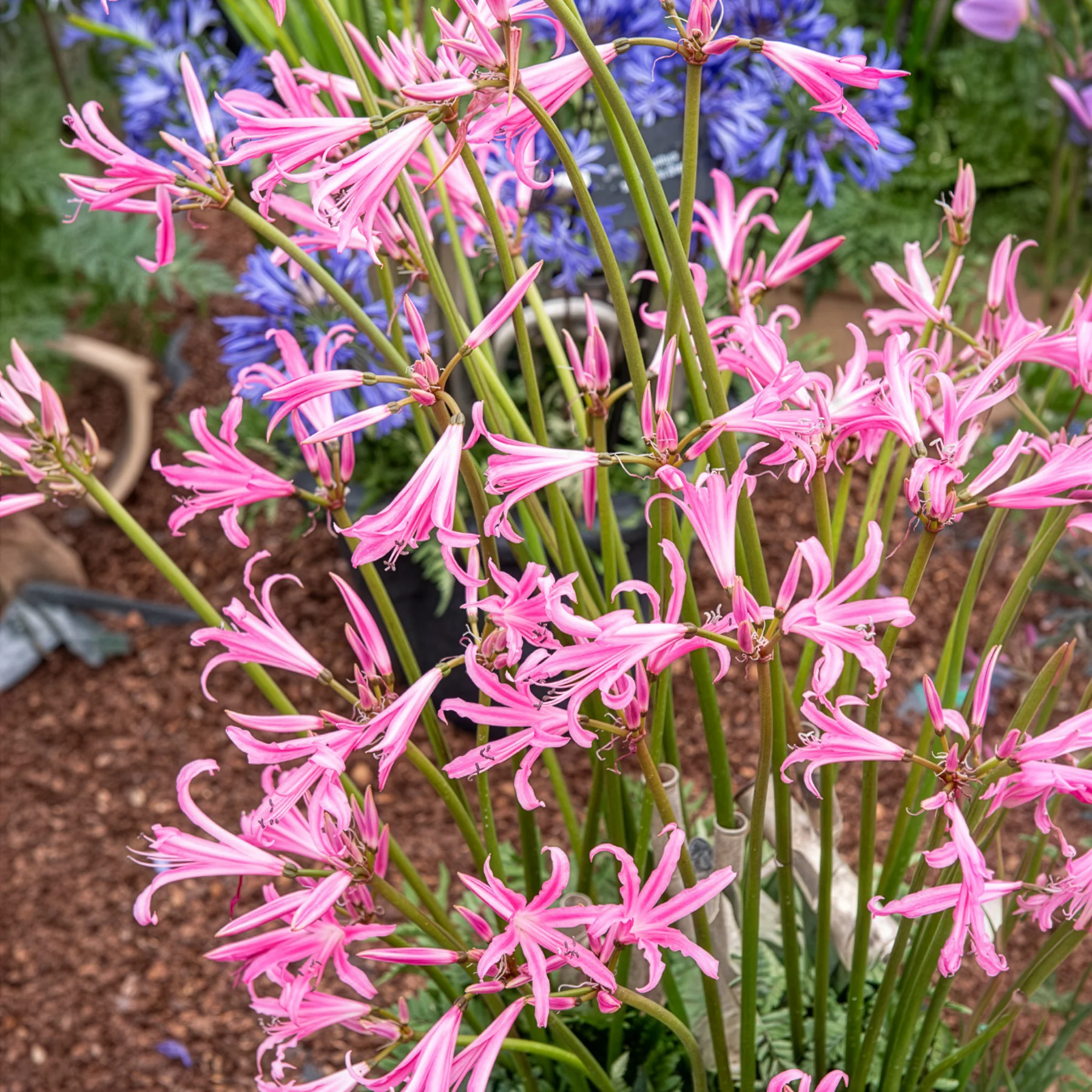 Amarine 'Belladiva Aphrodite' (x4) - Image 3