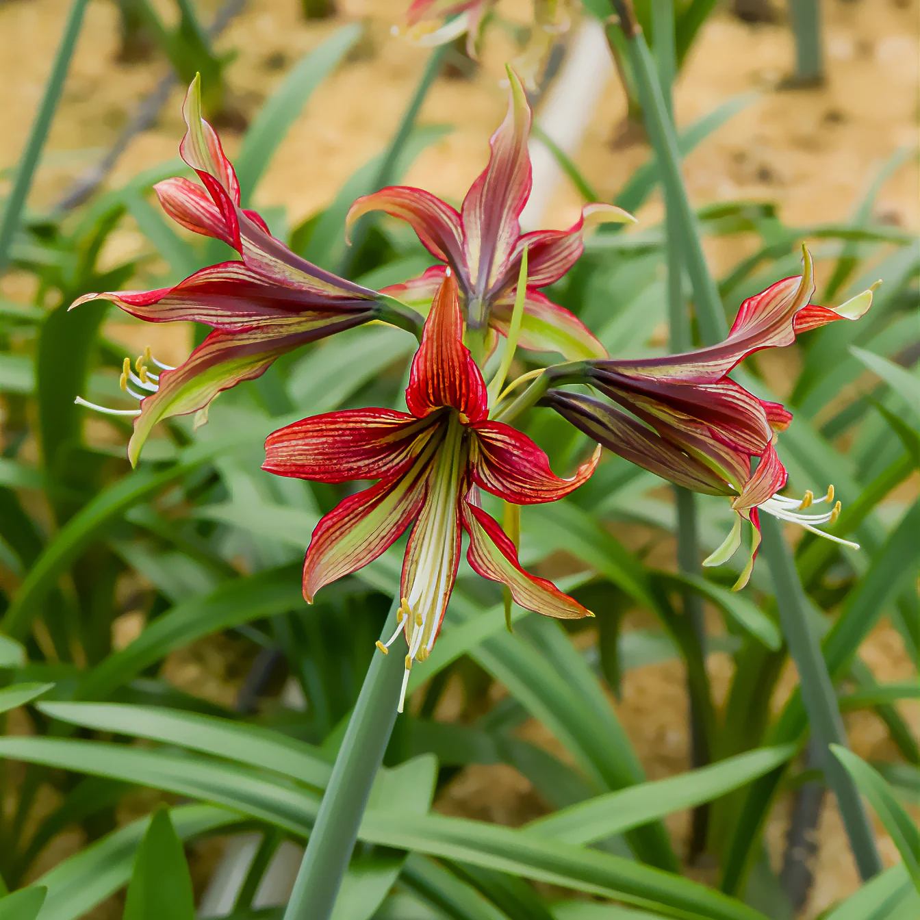 Amaryllis Mystica
