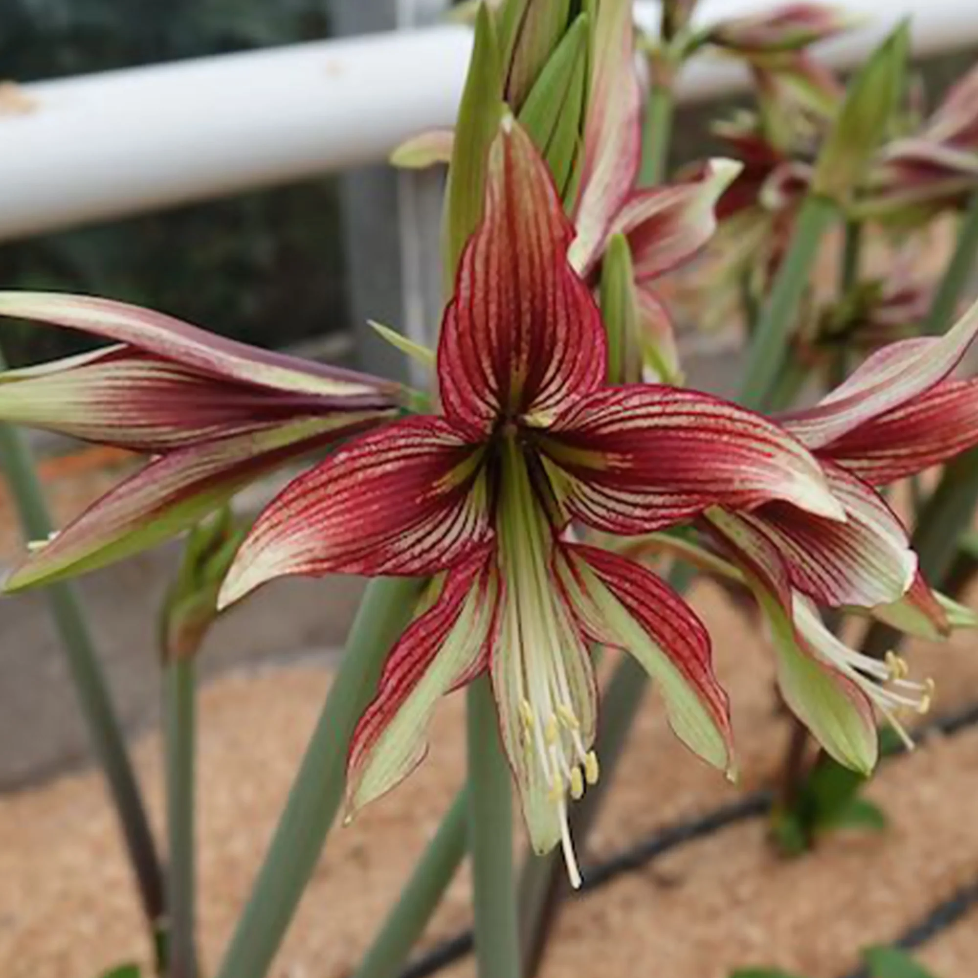 Amaryllis Mystica - Image 2