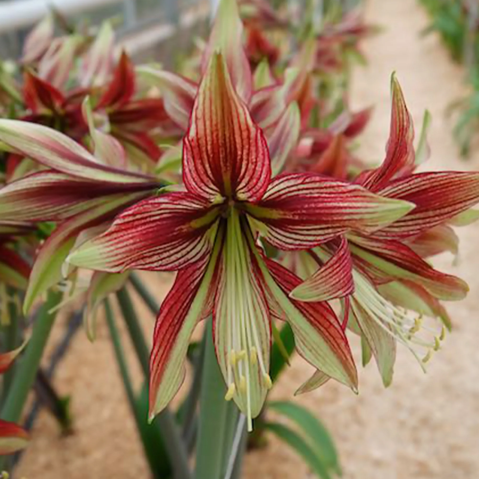 Amaryllis Mystica - Image 3