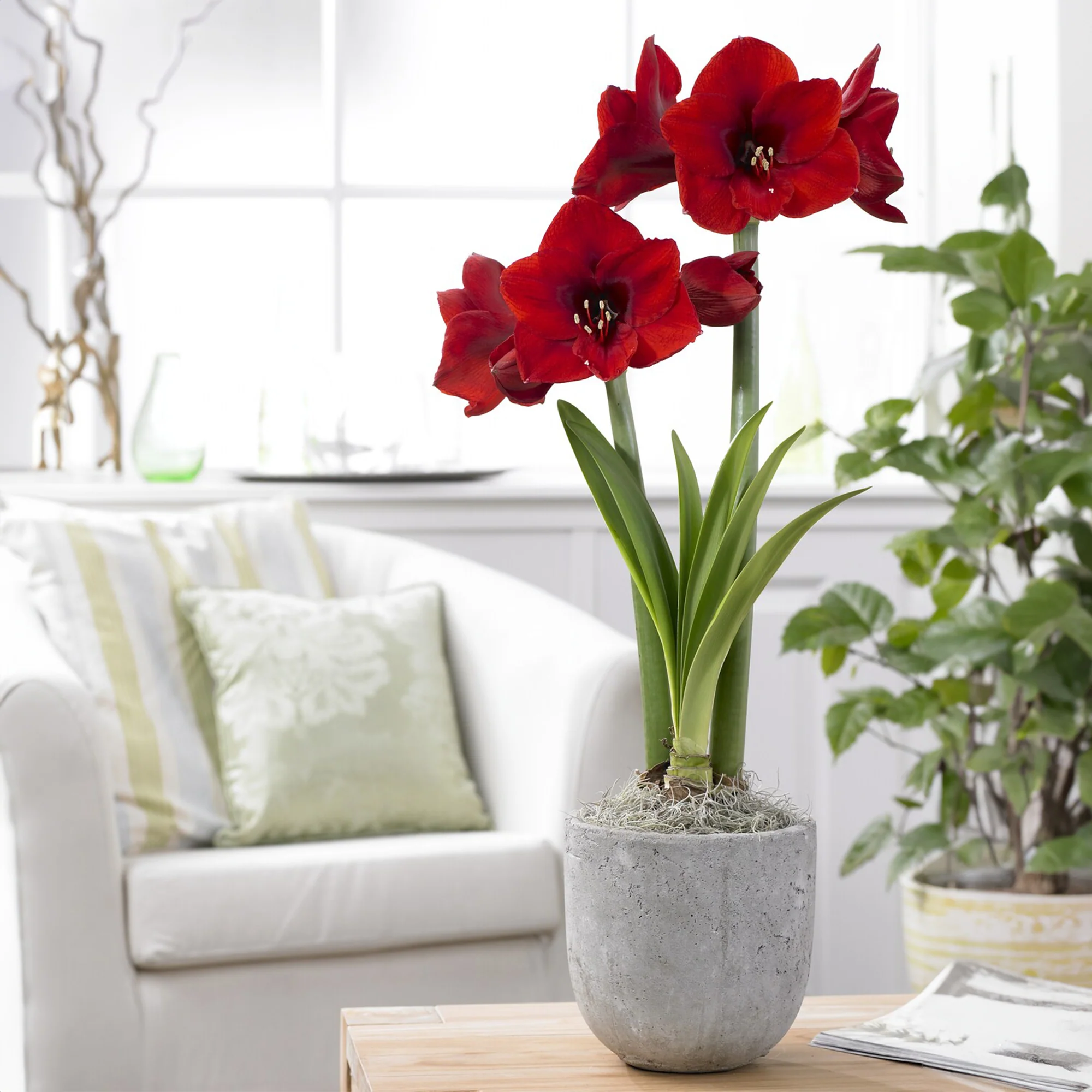 Amaryllis 'Red Lion' - Image 3